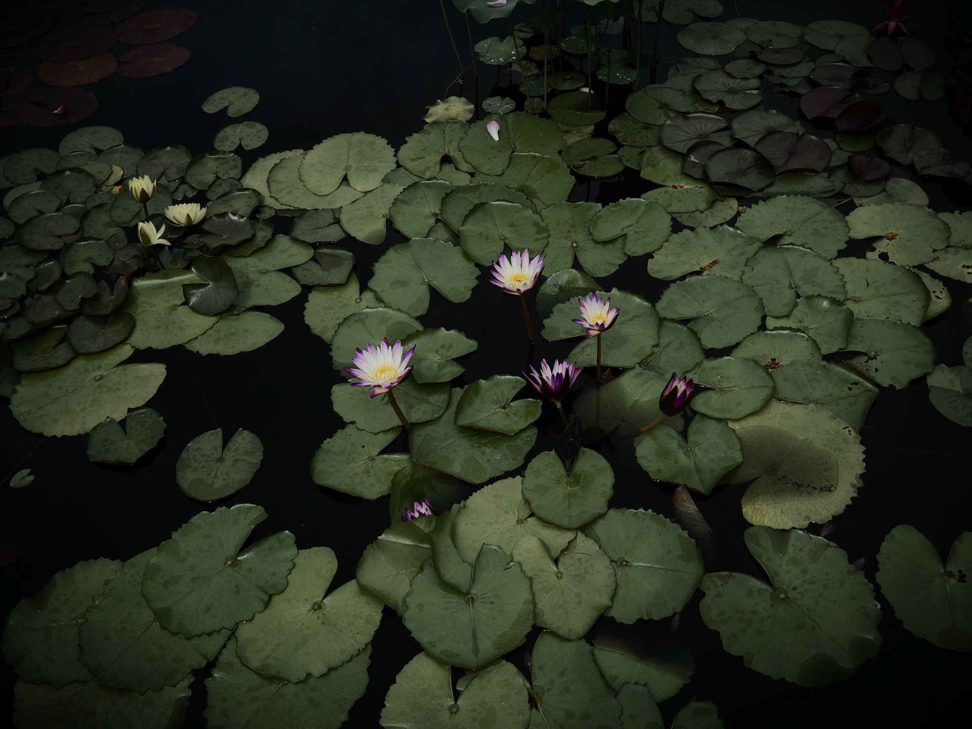 Atlanta Botanical Gardens