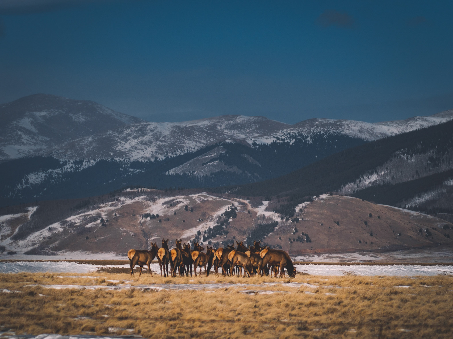 Elk and their Young, Fairplay