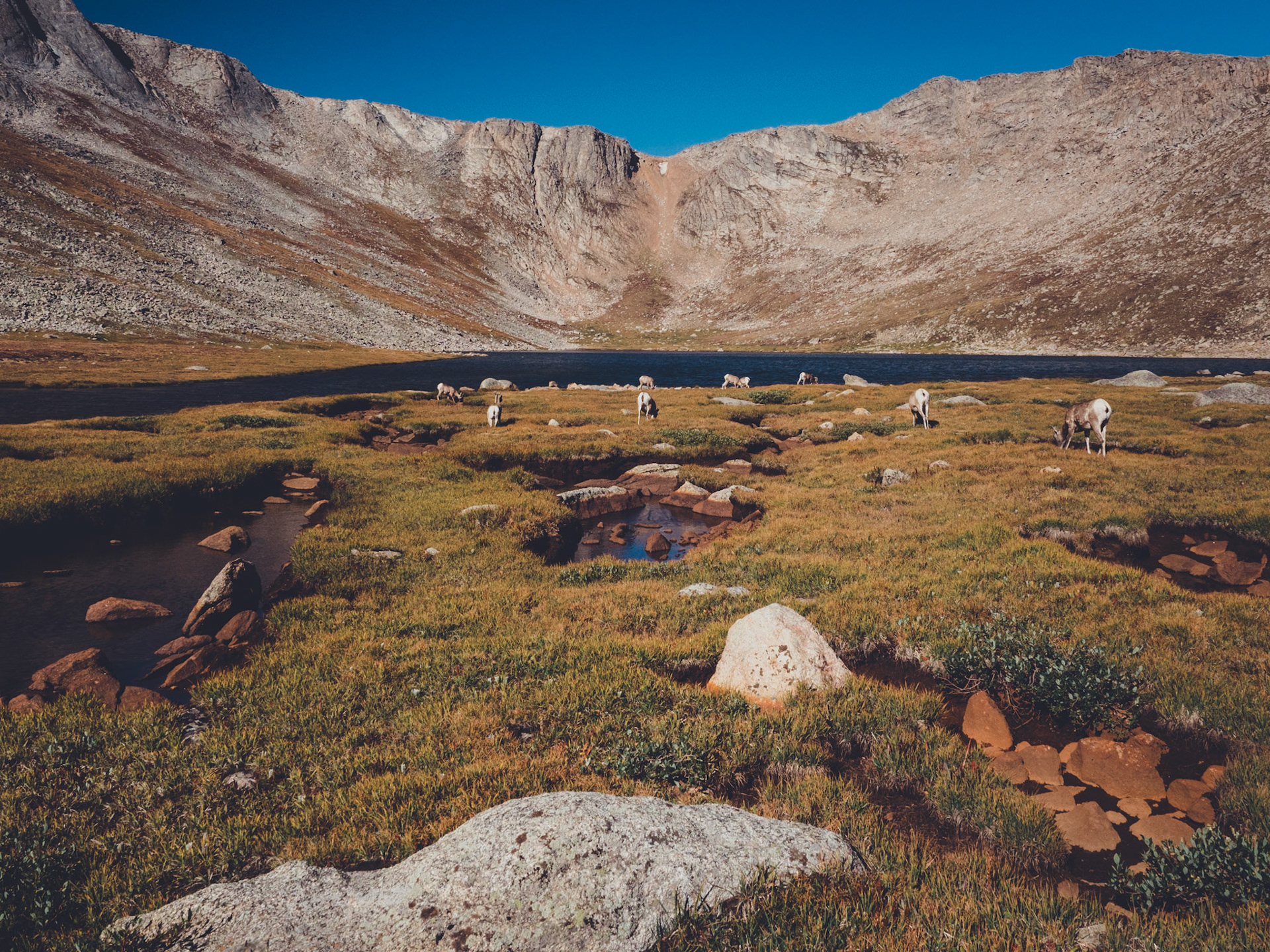 Mountain Sheep on Mt. Evans