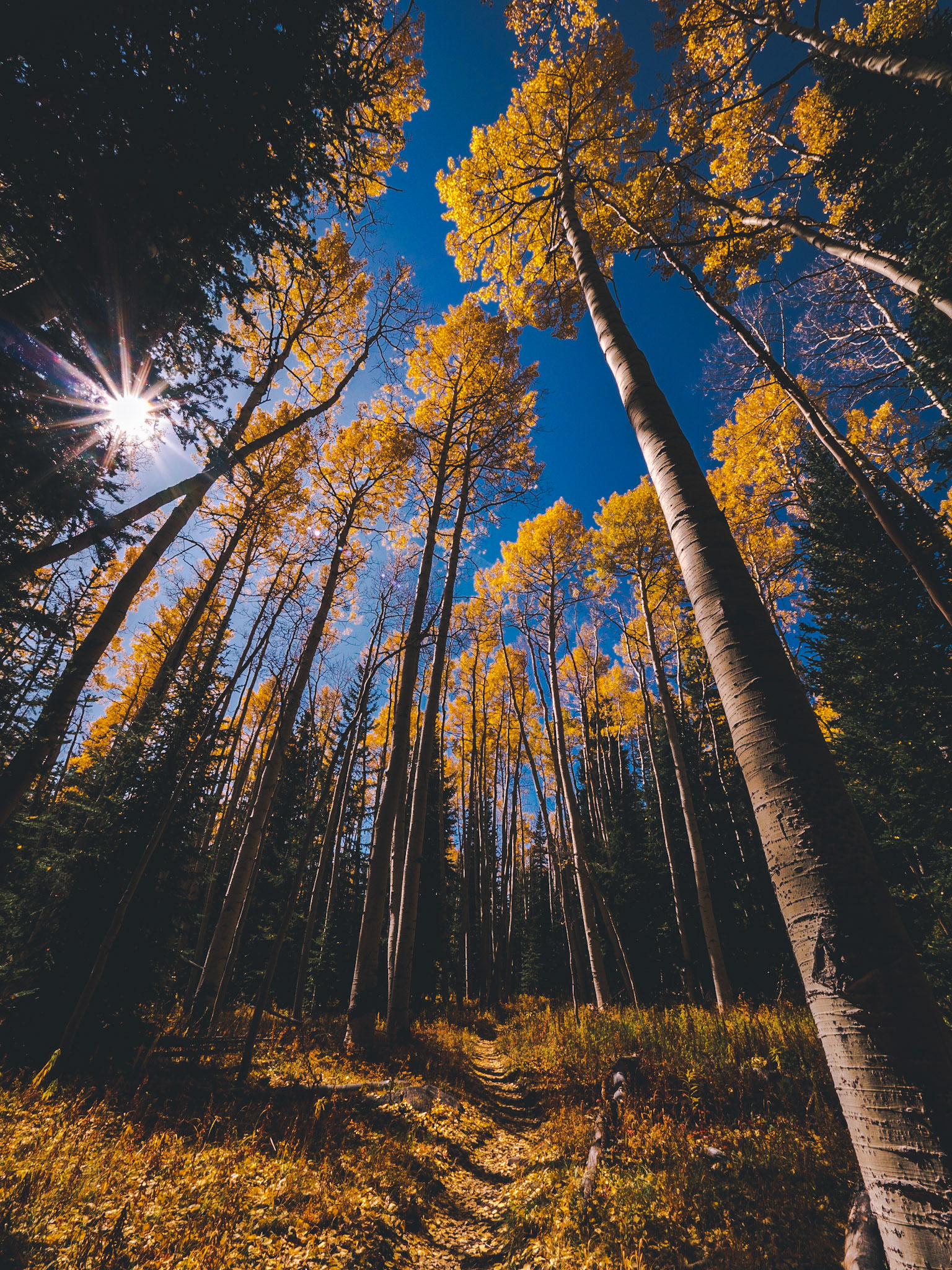 Grand Mesa National Forest