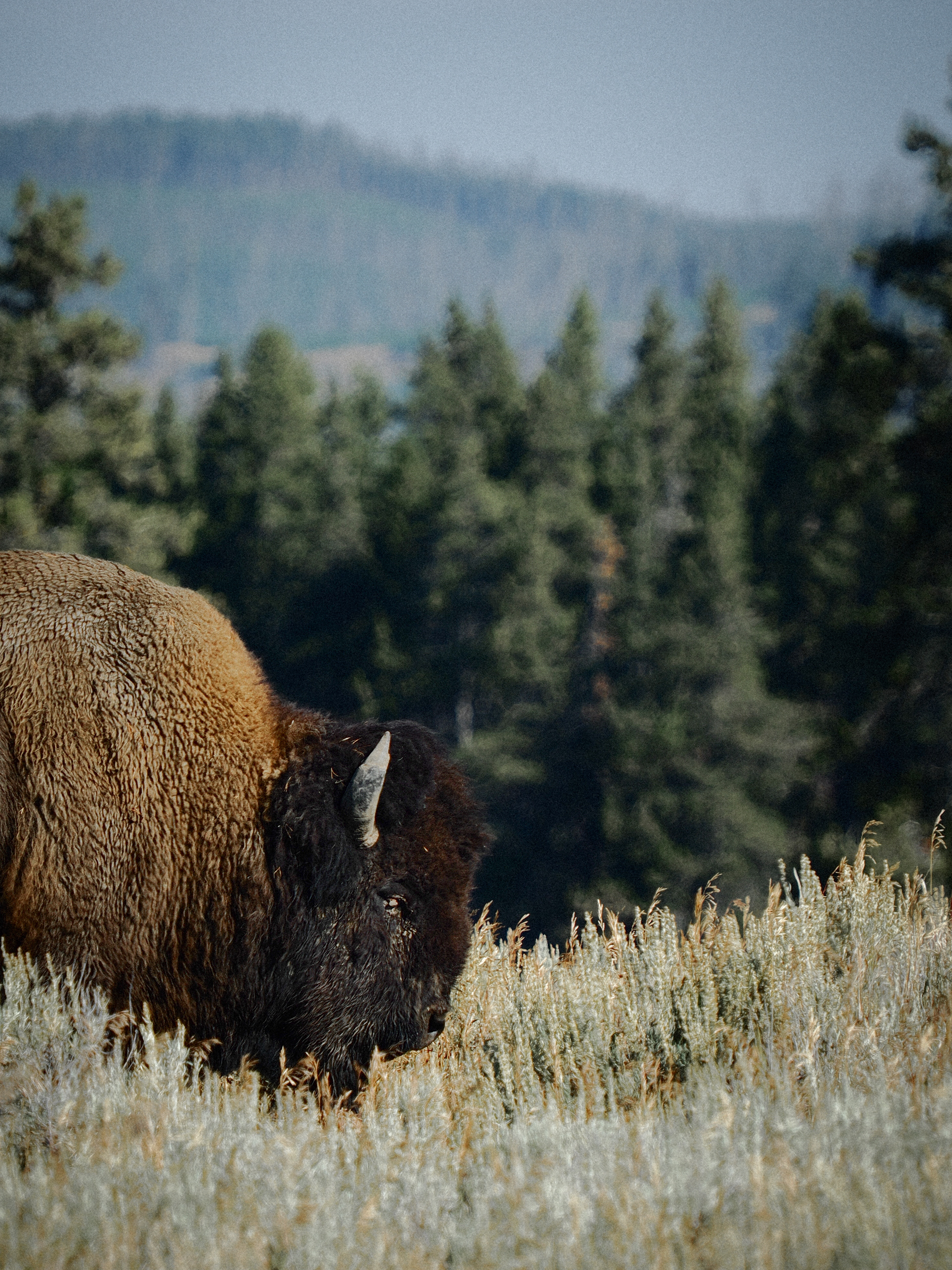Yellowstone National Park, Wyoming