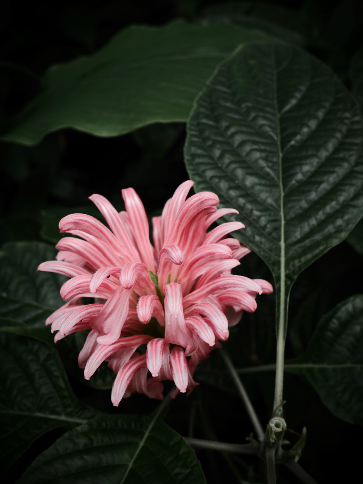 Atlanta Botanical Gardens