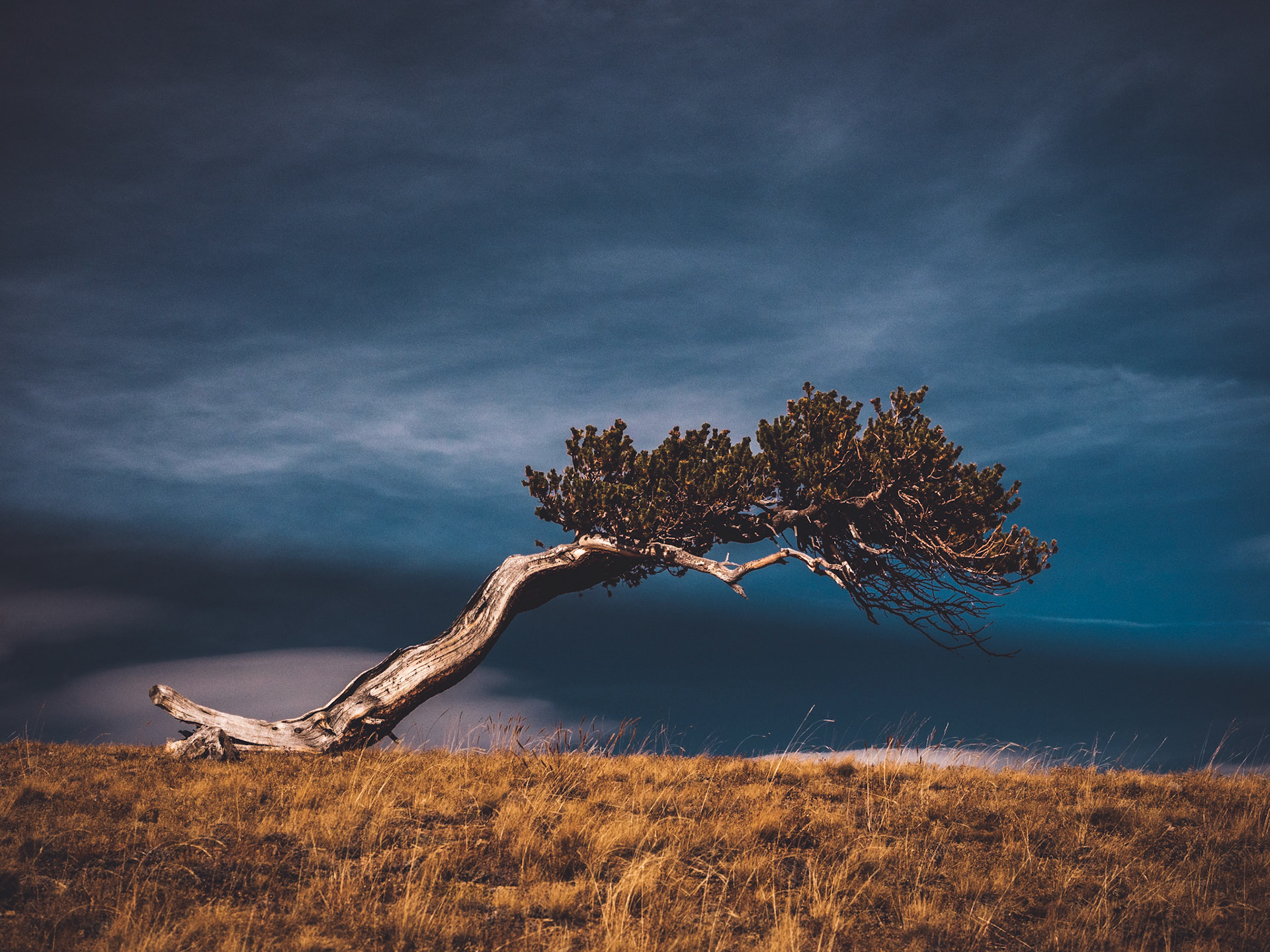 Windy Ridge Bristlecone Pine Scenic Area
