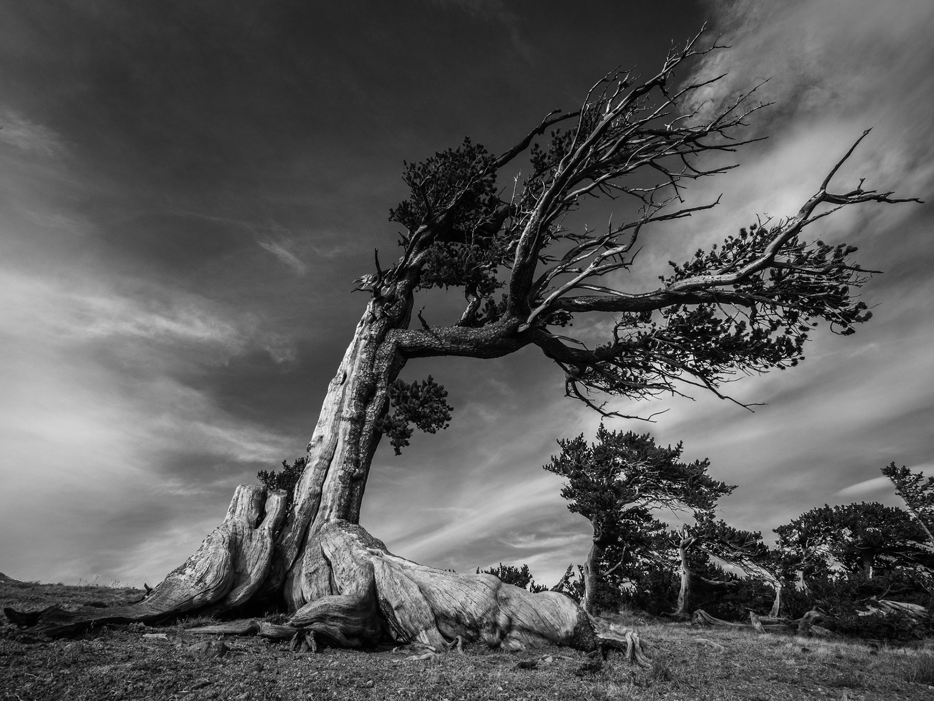 Windy Ridge Bristlecone Pine Scenic Area