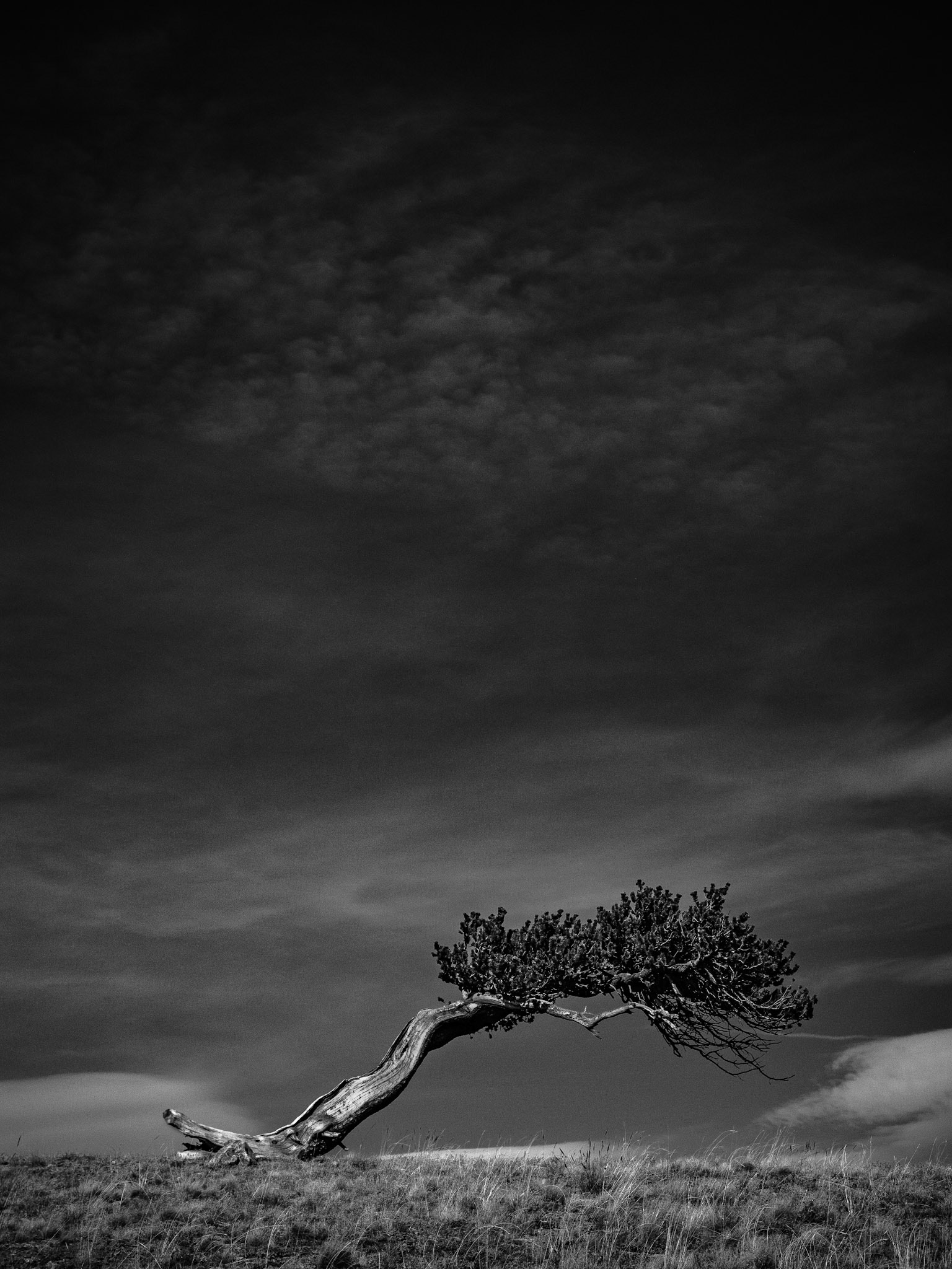 Windy Ridge Bristlecone Pine Scenic Area