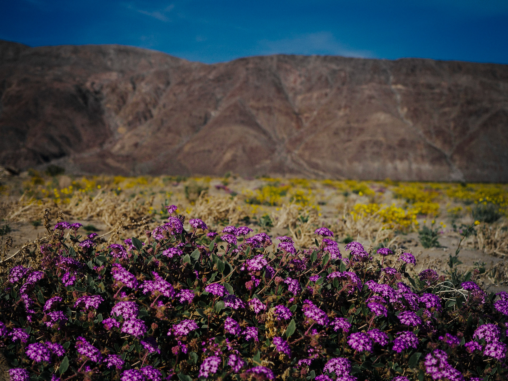 Anza Borrego State Park, California