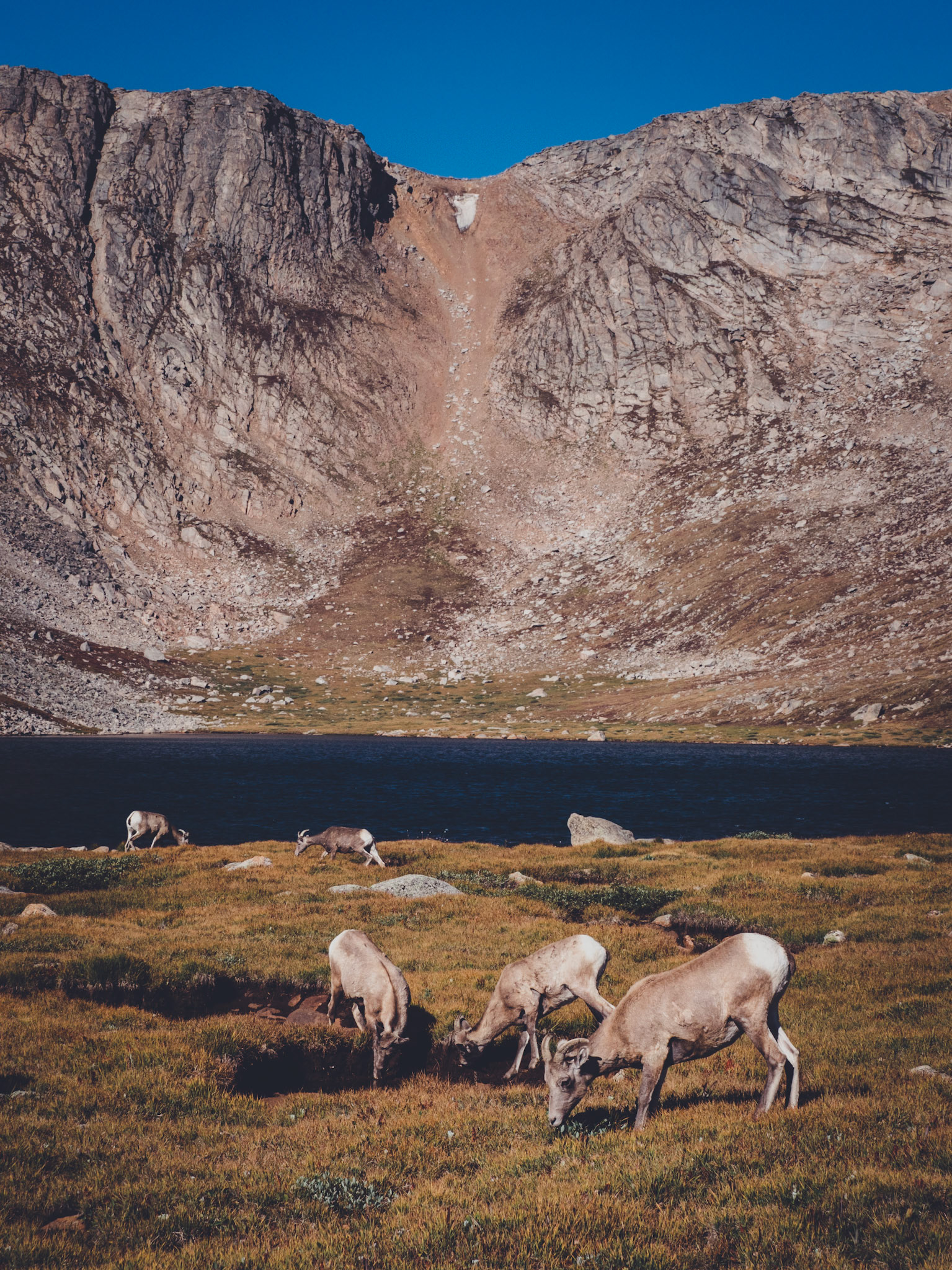 Mountain Sheep on Mt. Evans