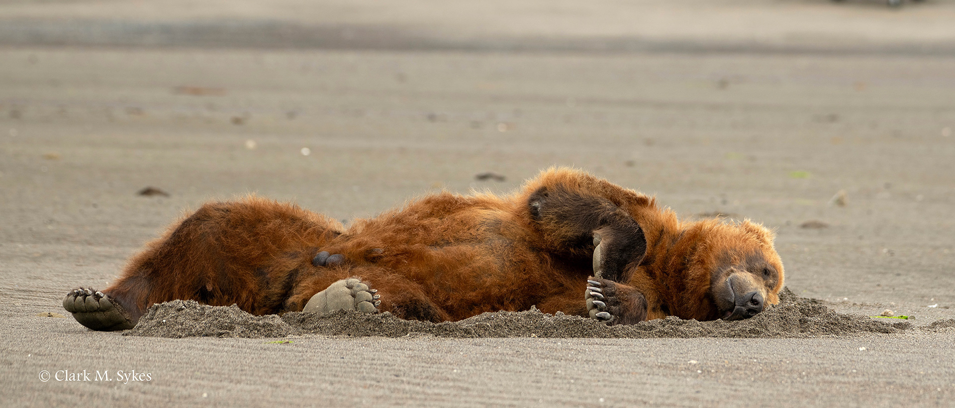 Snoozing after a hard morning of fishing, Katmai, Alaska (Image AK-11)