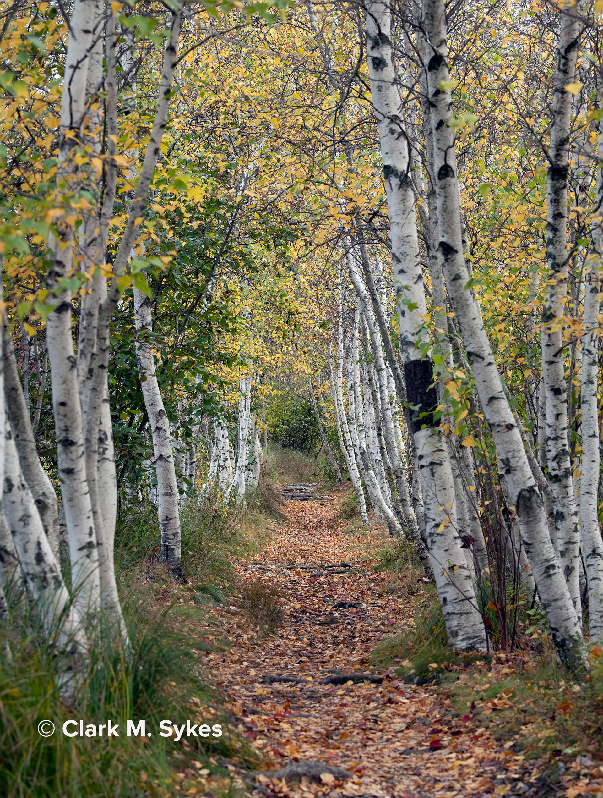 Sieur de Monts, Acadia National Park, Maine (Image NE-13)