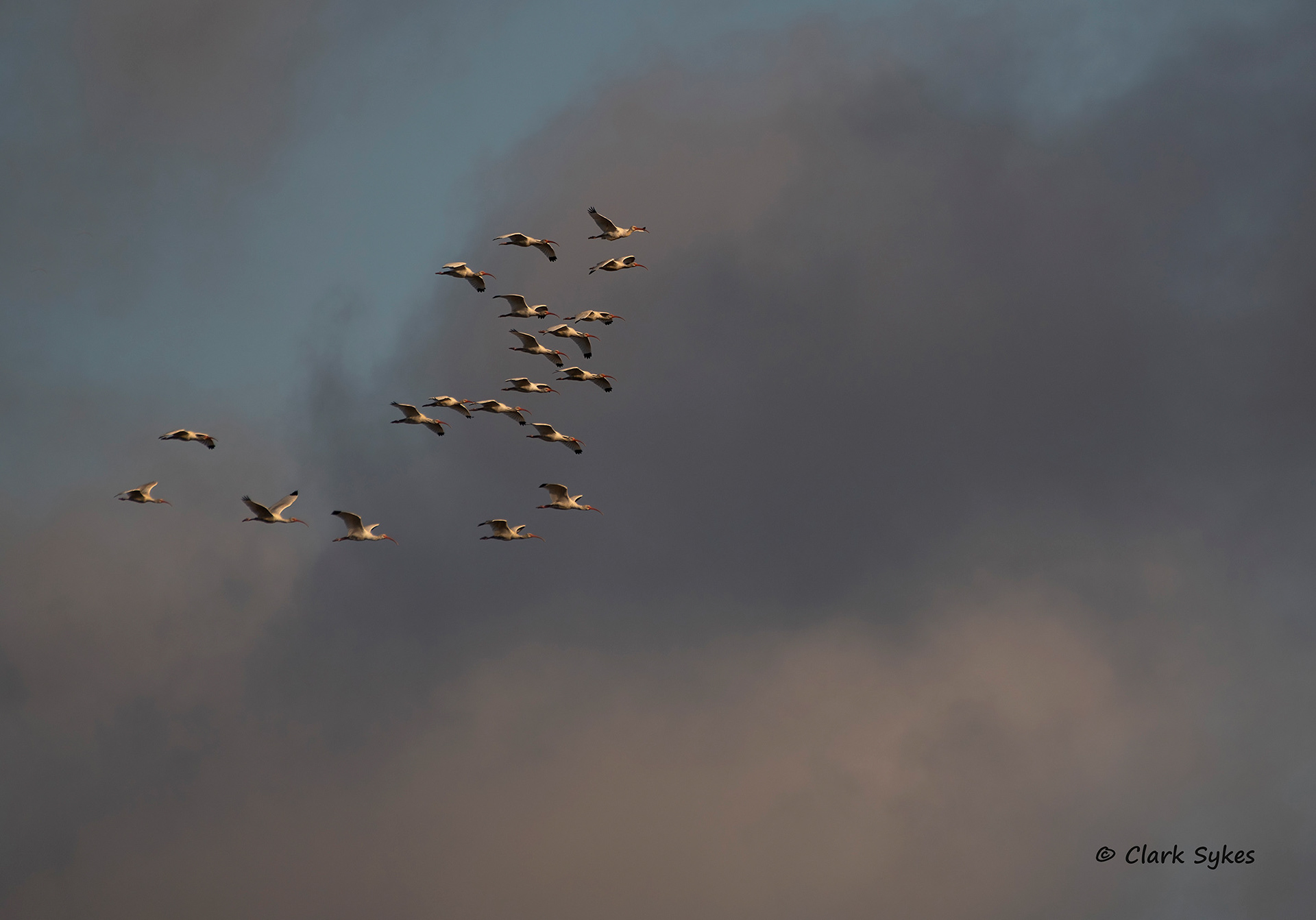 White Ibises at dawn, Donnelley Wildlife Area, South Carolina (Image LC-10)