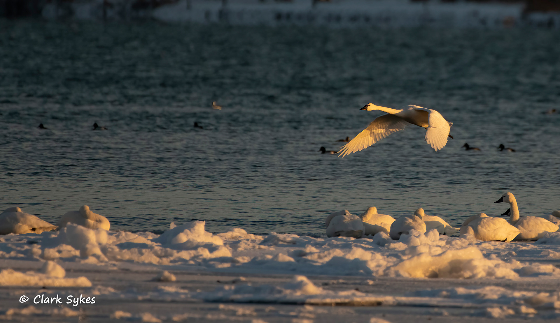 Tundra Swans, Beaver Island State Park, New York (Image GL-46)