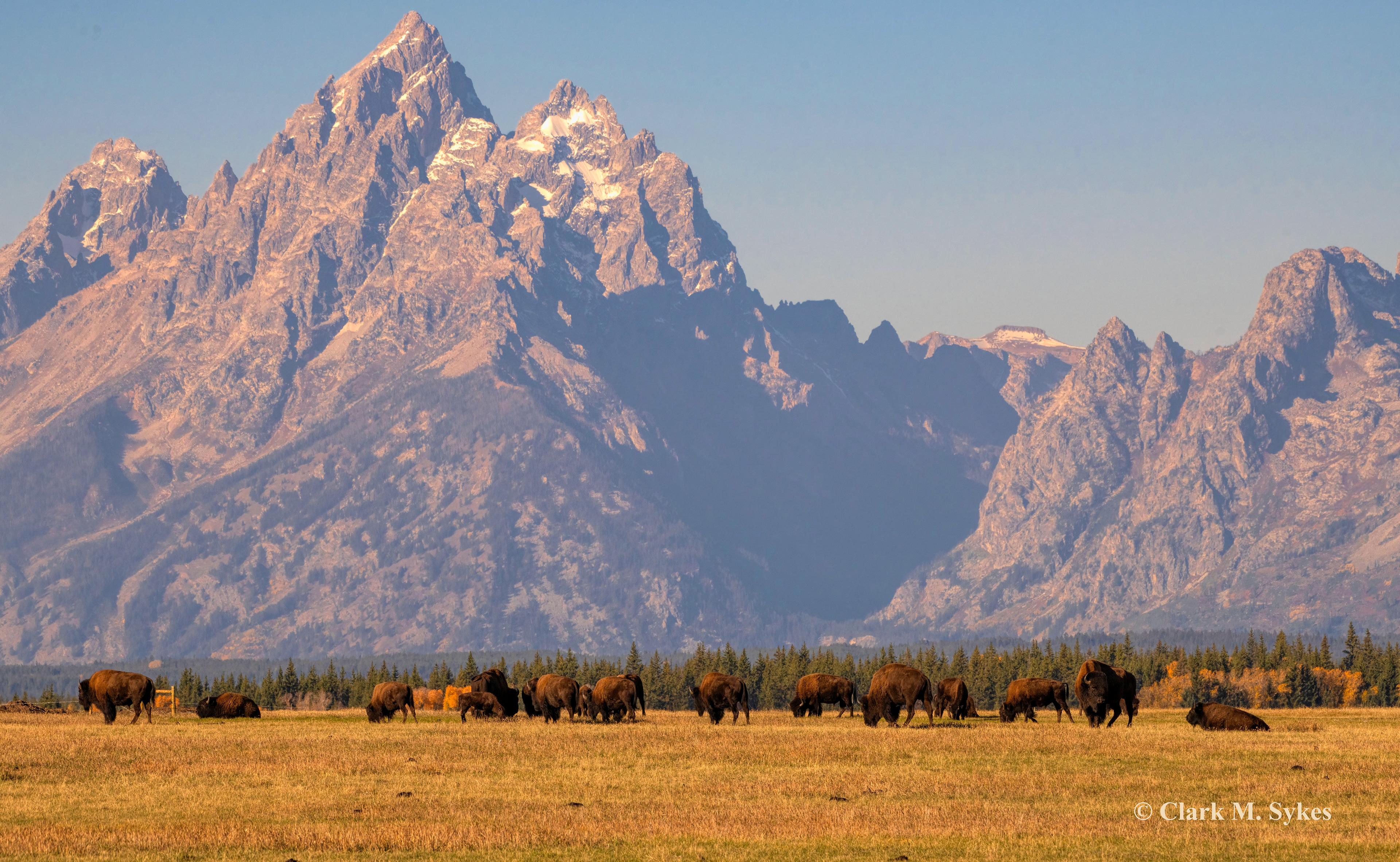 Home, home on the range, where the bison & antelope (pronghorn) play... 🎶🎶 After 9 totally disconnected days in Yellowstone, I'm now in Grand Teton NP, based in Jackson Hole. Critters have been surprisingly scarce, but I spent part of a glorious morning watching these bison graze beneath the majestic Teton peaks.