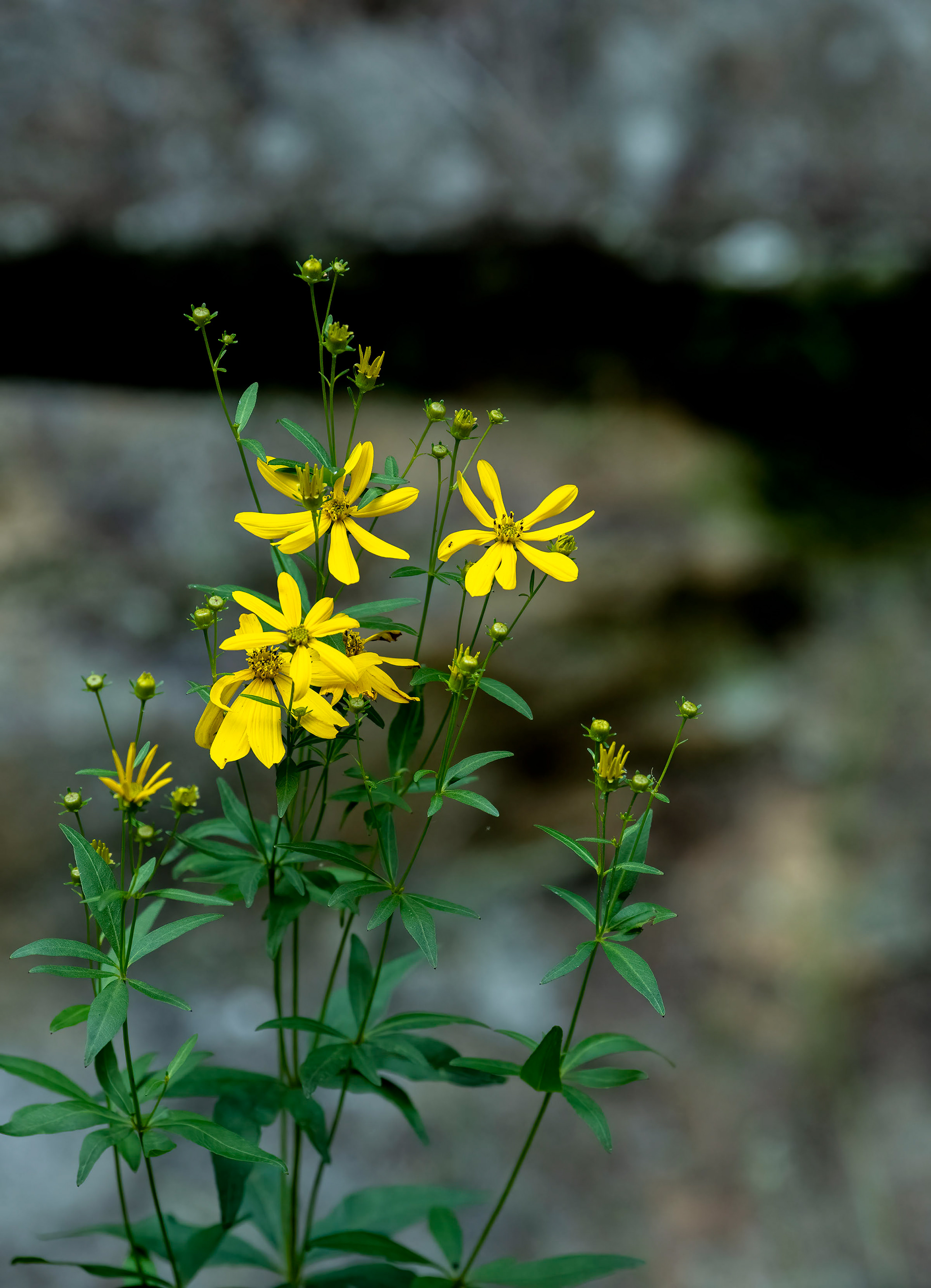 Tickseed Sunflower, West Virginia (Image WV-8)