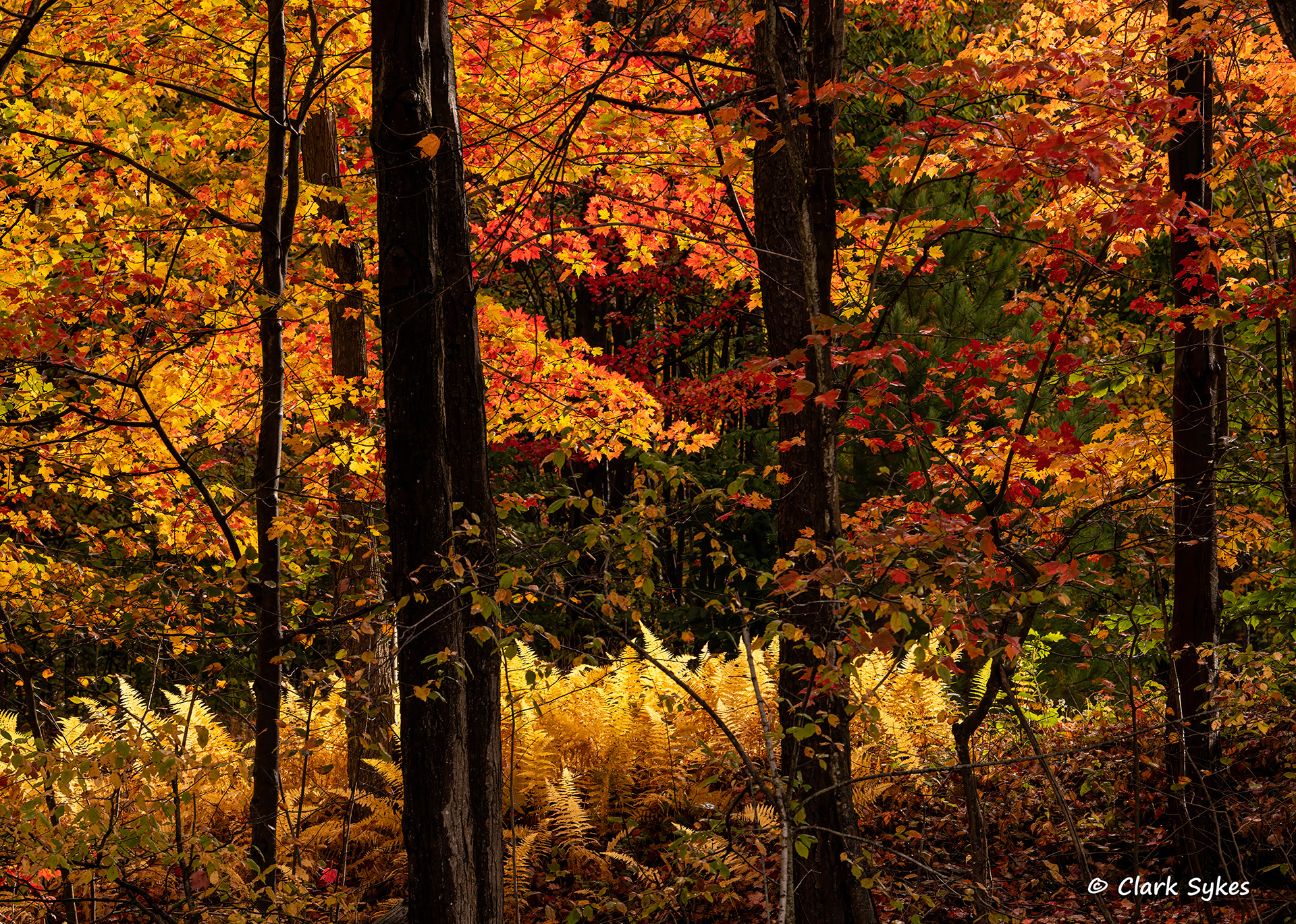 Fall leaves, East Otto, New York (Image GL-45)