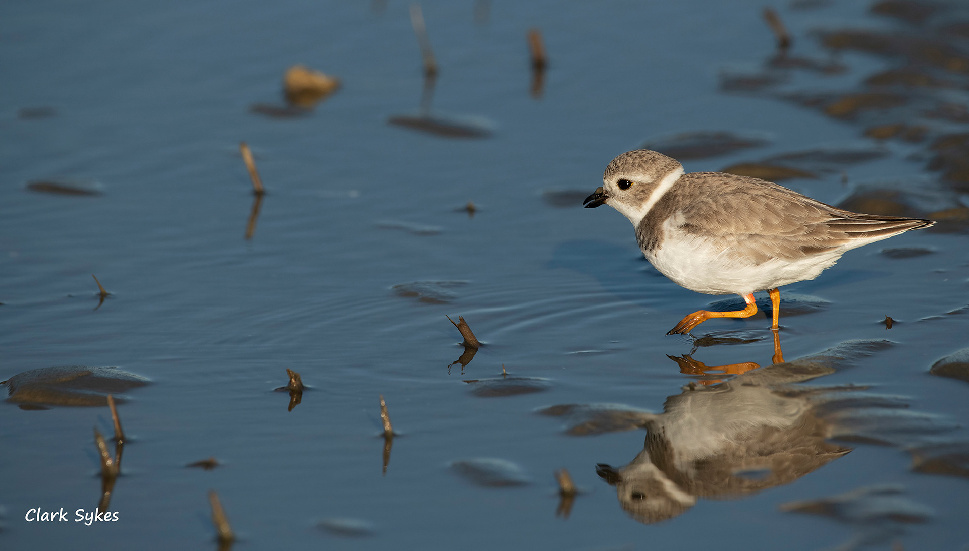 Piping Plover, Fish Haul Beach, Hilton Head Island, South Carolina (Image LC-22)