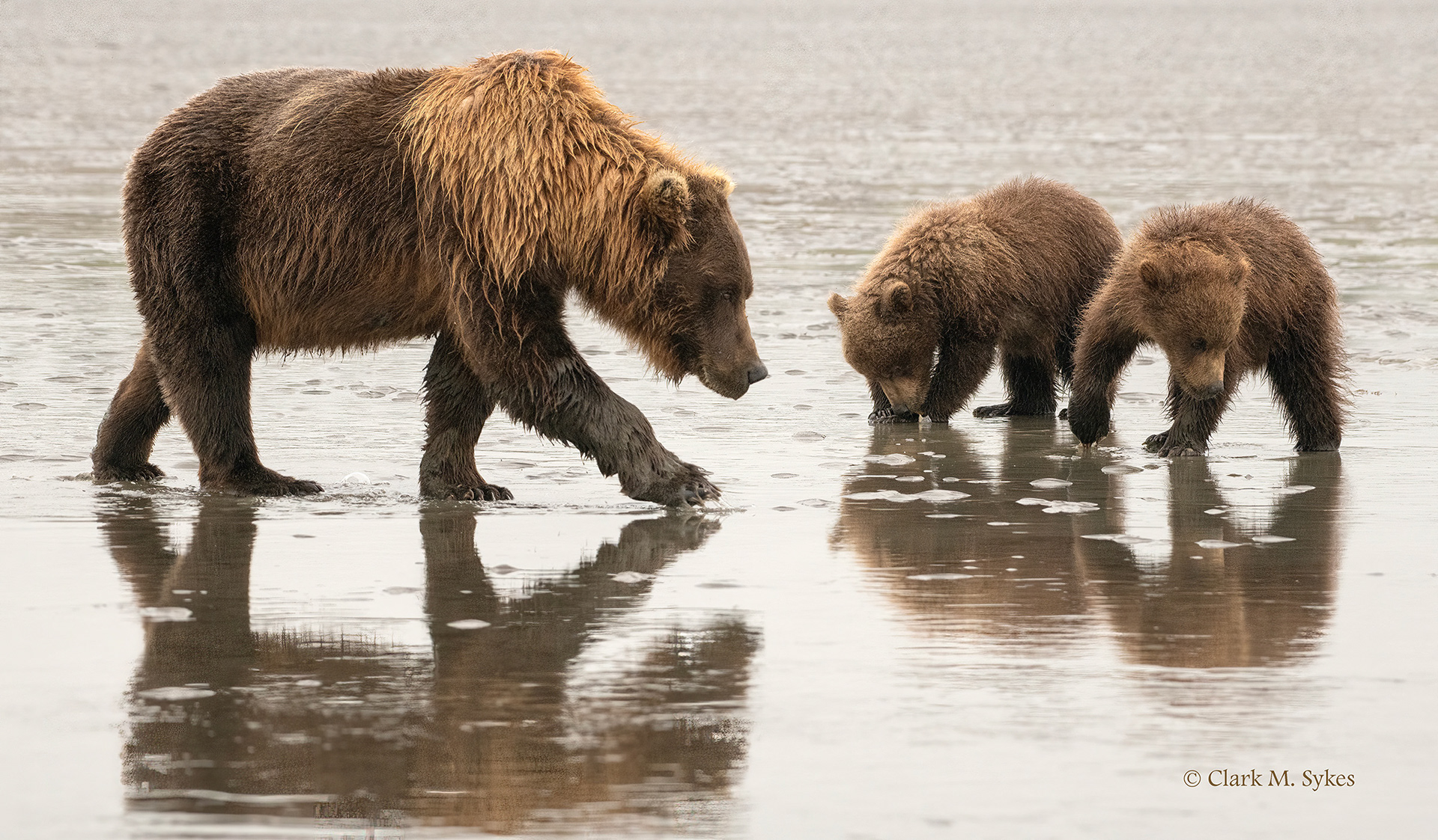 Sow teaching her cubs to clam, Katmai, Alaska (Image AK-7)