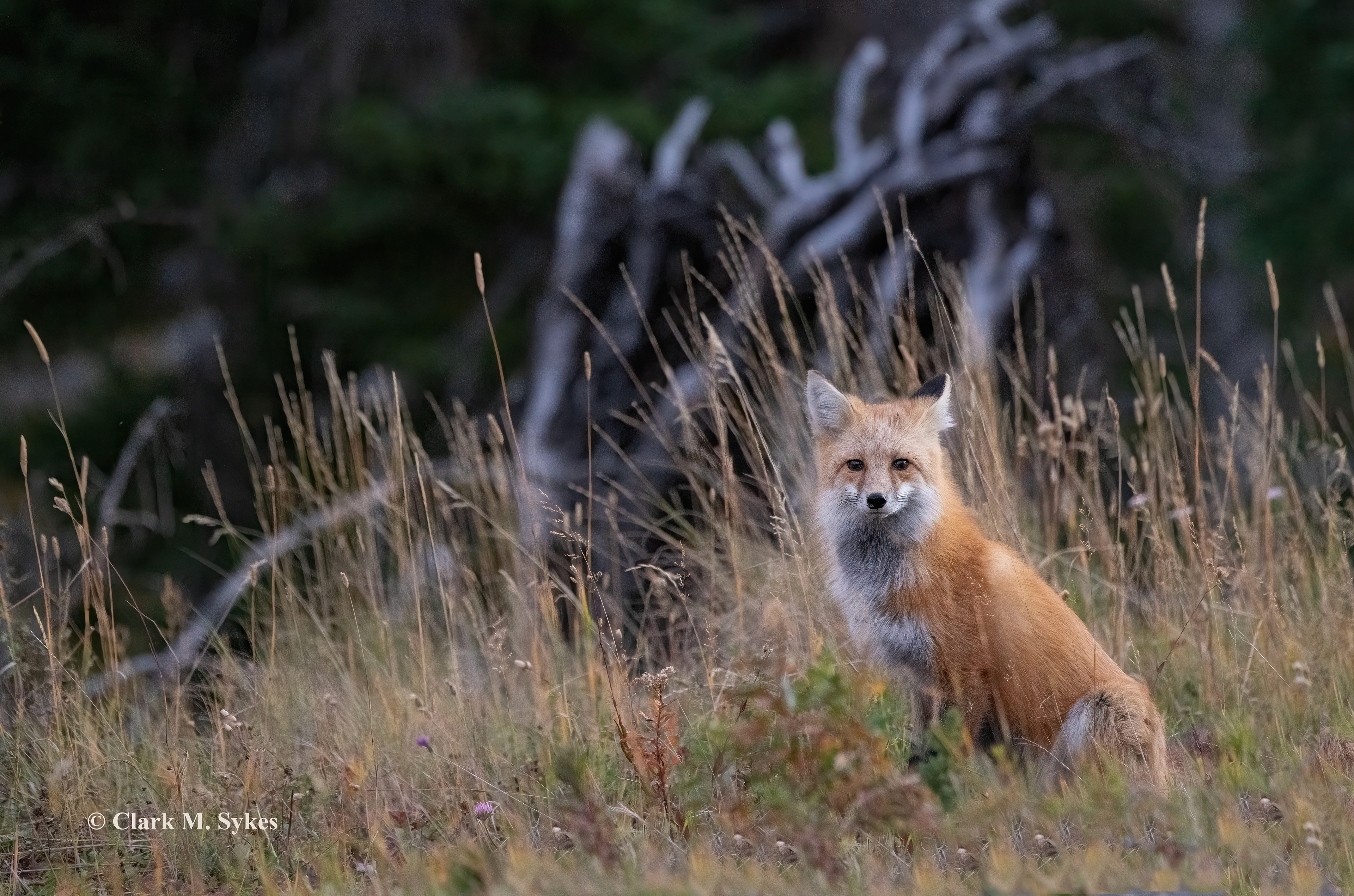 An imperious red fox that I found scavenging late one evening along the road between Cooke City and Silver Gate, MT. His apparent disdain was probably because I only shared a small bite from my PB&J dinner, rather than giving him the whole sandwich. I don't usually feed wildlife, but he seemed highly habituated to handouts, and I wanted him to stick around. Very low light, high ISO image.