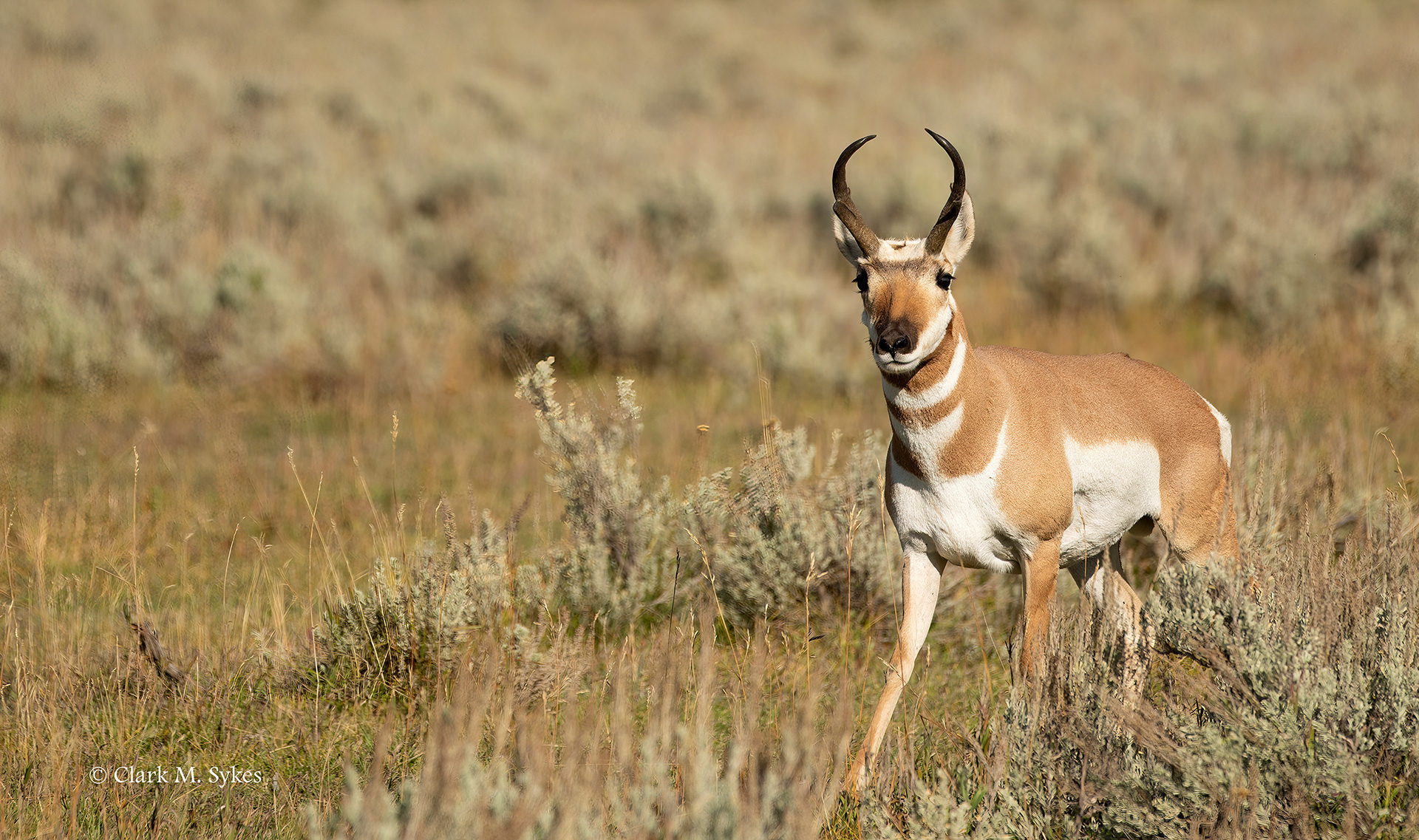 Pronghorn buck, Lamar Valley, Yellowstone (Image YS-21)