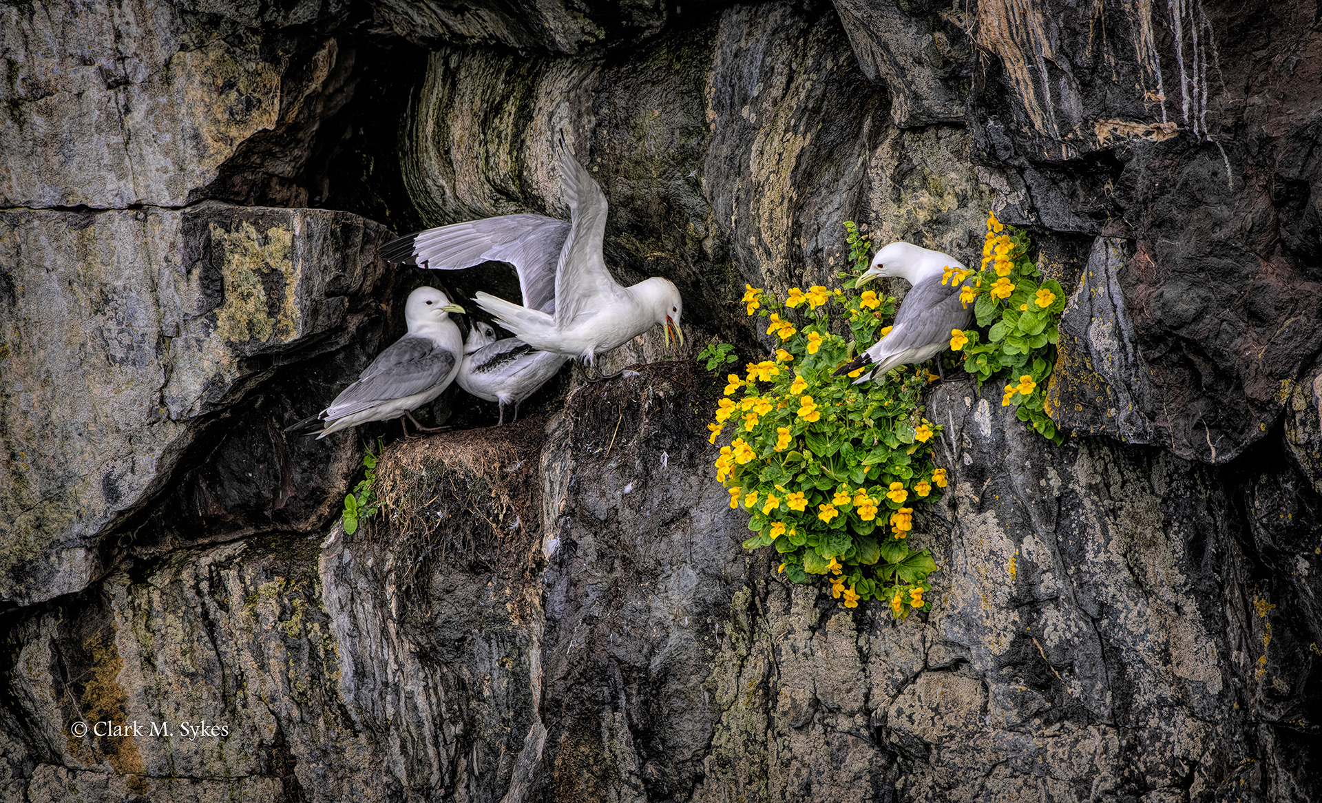 Kittiwake nest, Resurrection Bay, Alaska (Image AK-28)