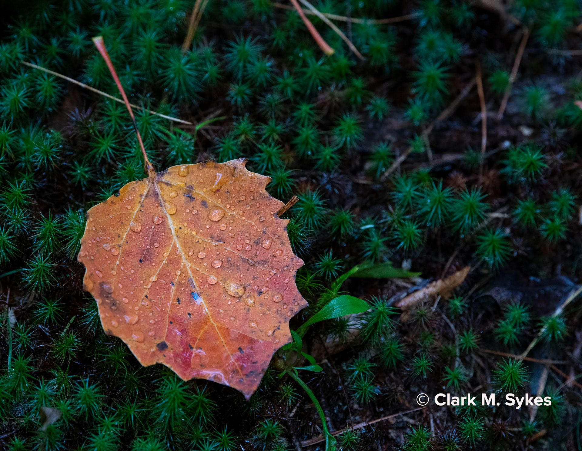 Fall leaf on haircap moss, Acadia National Park, Maine (Image NE-8)