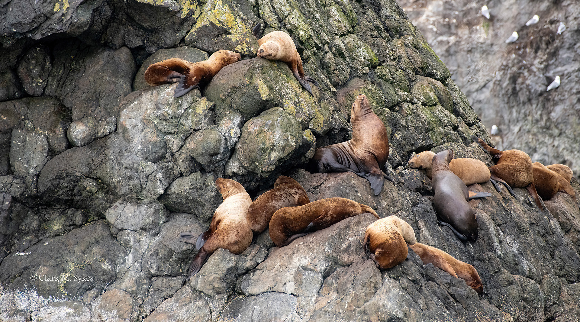 Basking Stellar Sea Lions, Resurrection Bay, Alaska (Image AK-17)
