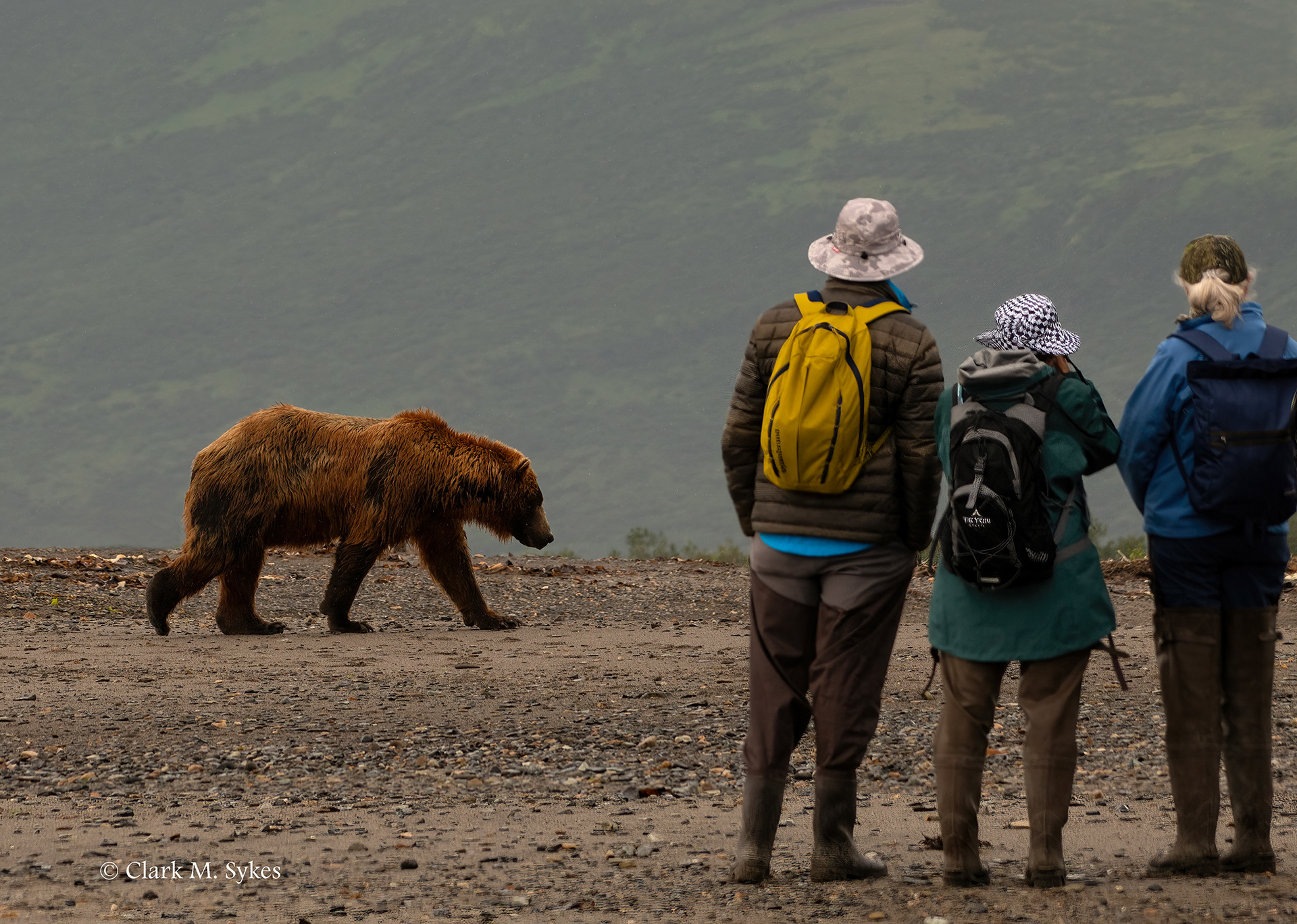 Bears are more interested in fish than people, Katmai, Alaska (Image AK-5)