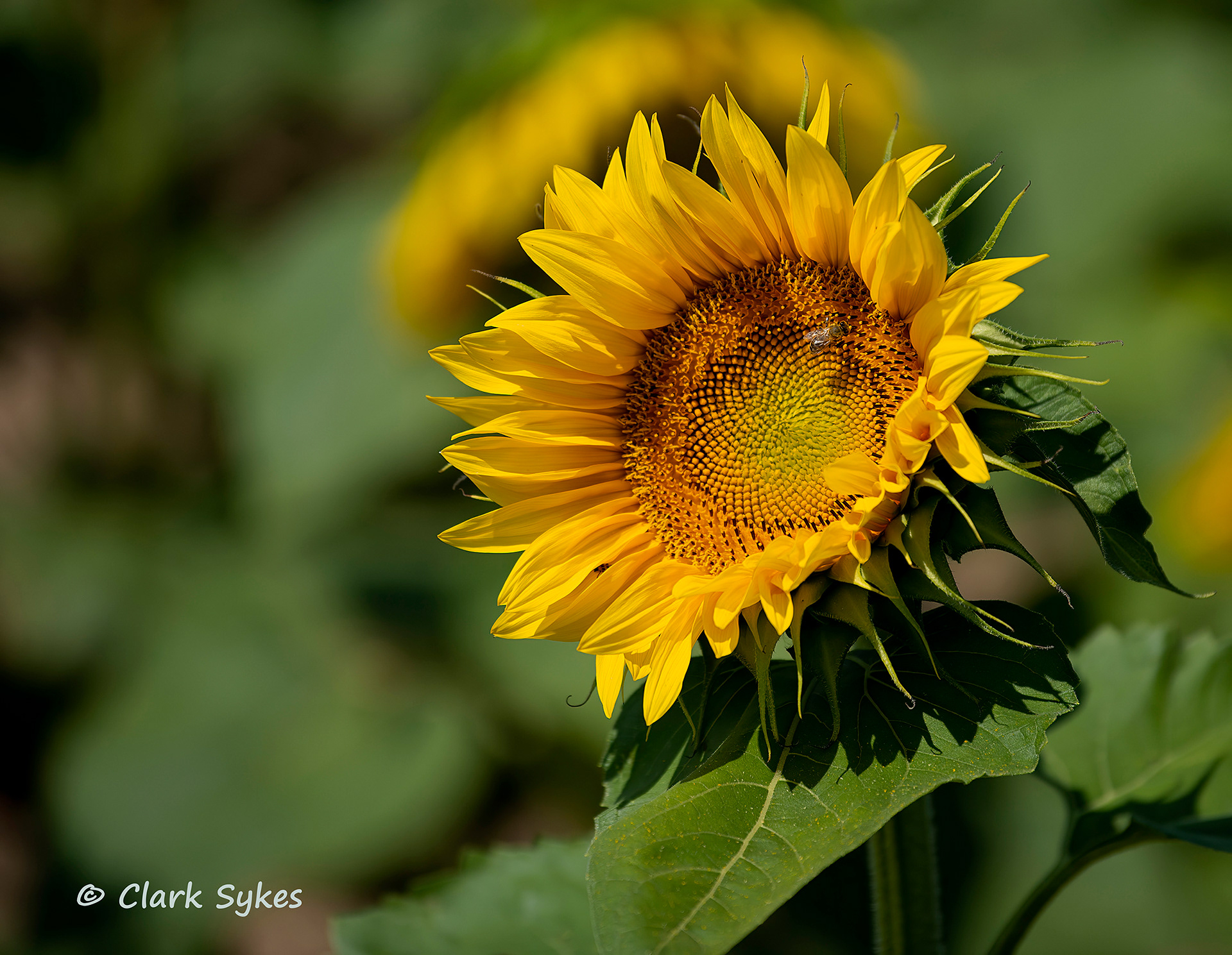 Sunflower, Niagara County, New York (Image GL-41)
