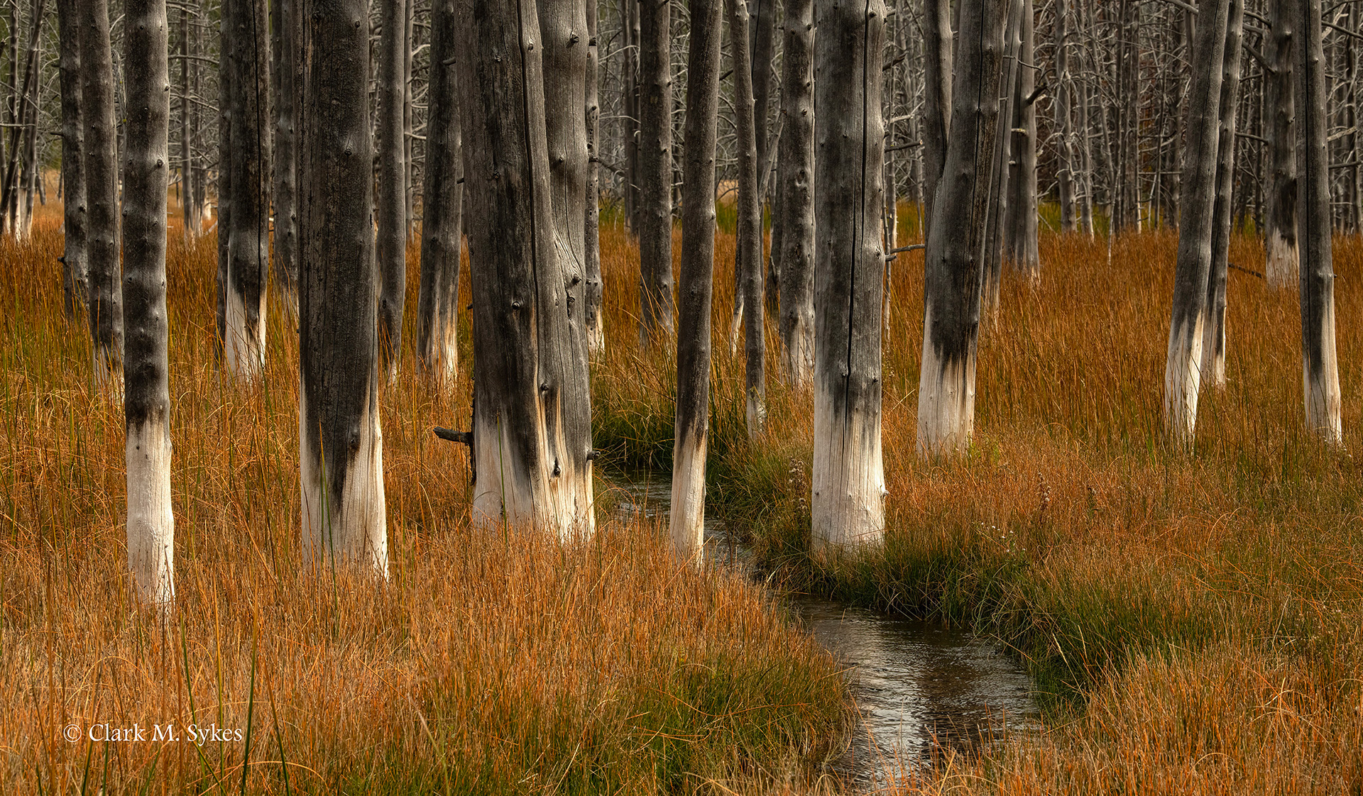 "Bobby socks" forest, Geyser Basin, Yellowstone (Image YS-6)