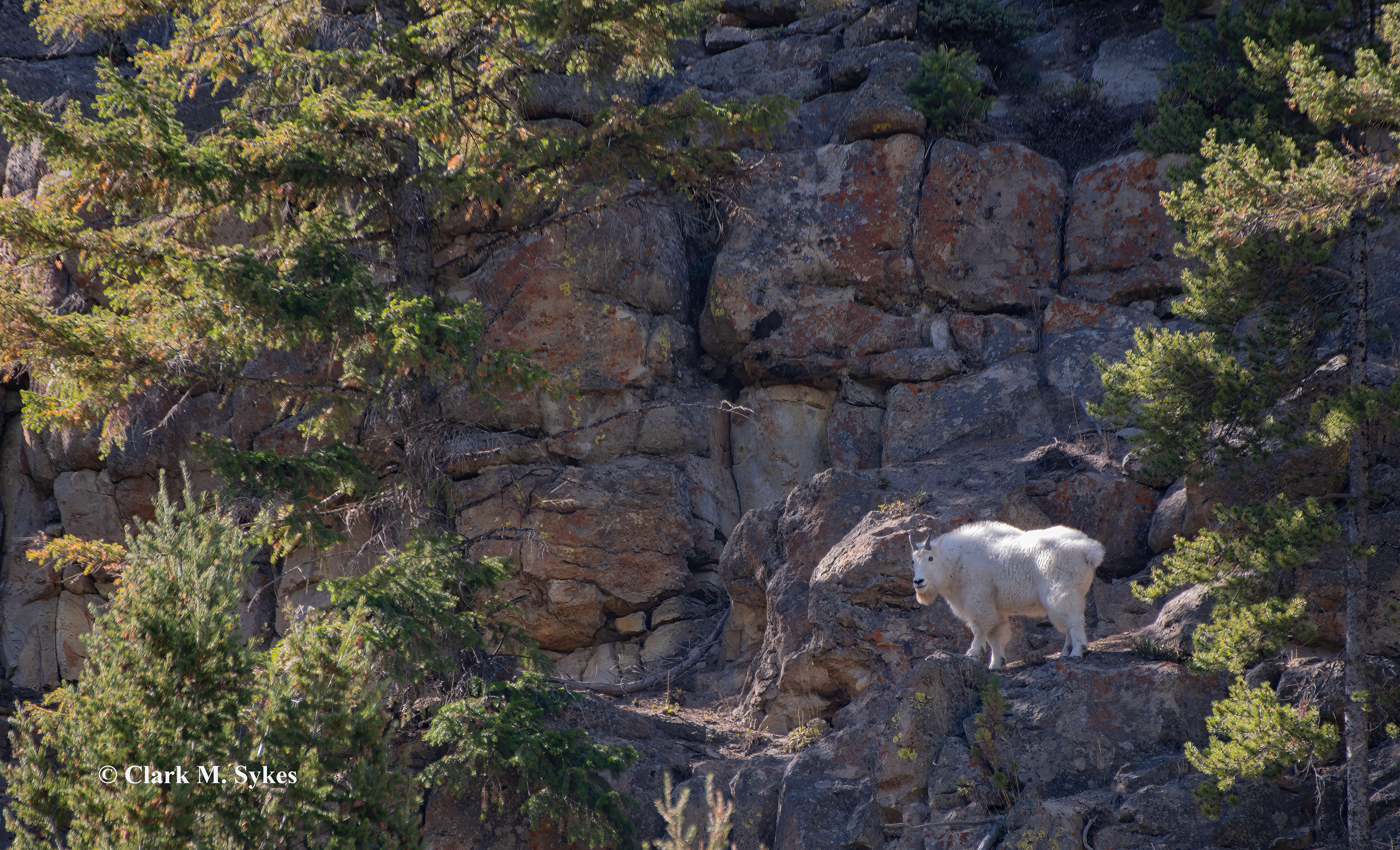The original hillbilly, Yellowstone NP. I was surprised to find two mountain goats on a cliff fairly near the road, since the closest I'd ever come to these creatures was about 1/2 mile. Harsh noontime sunlight washed out colors and created strong shadows, but I took some memory shots anyway given the unusual opportunity.