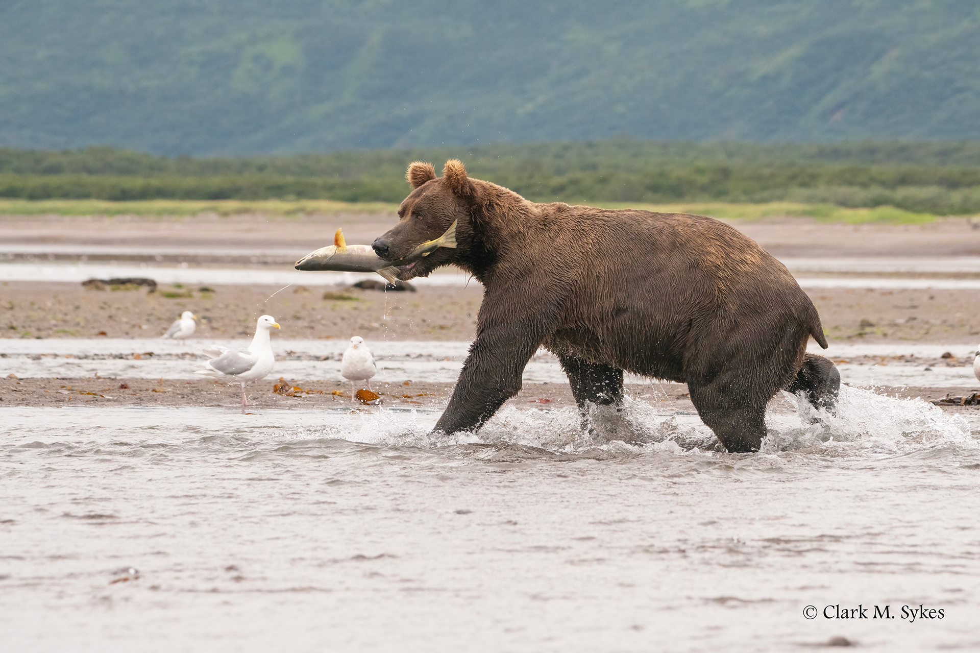The one that didn't get away! Katmai, Alaska (Image AK-16)