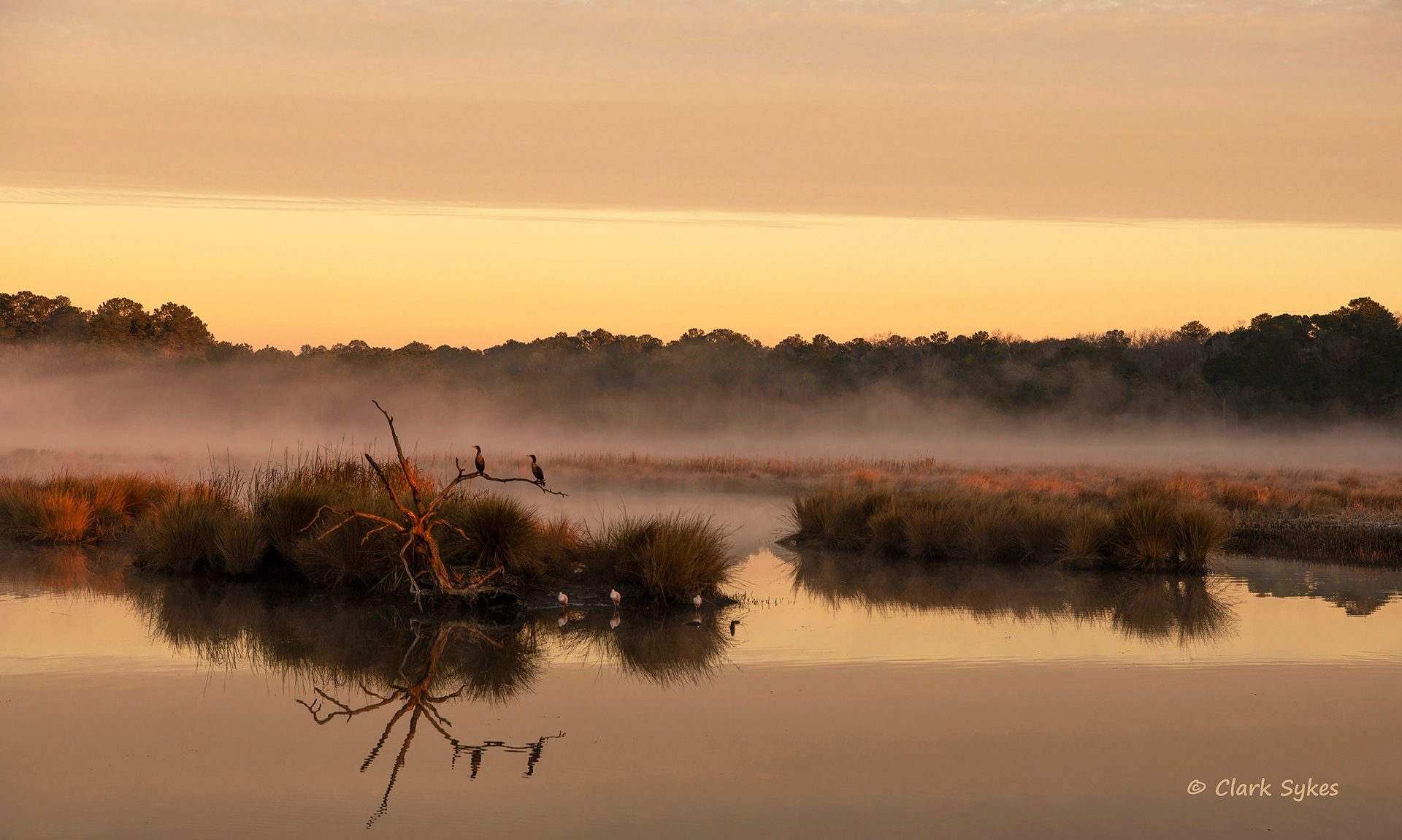 Salt marsh at dawn, Donnelley Wildlife Area, South Carolina (Image LC-4)