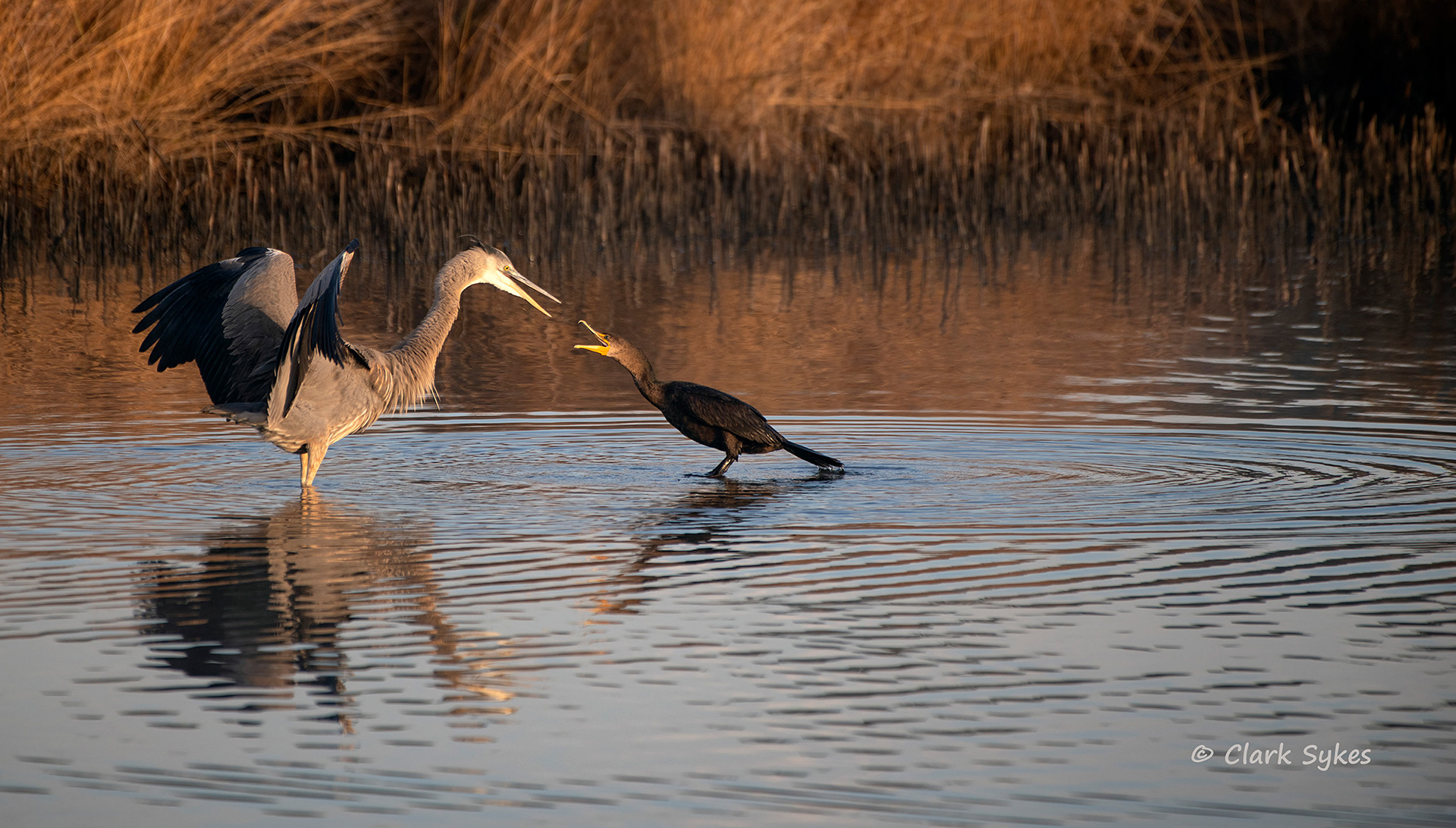 Early morning argument, Donnelley Wildlife Area, South Carolina (Image LC-14)