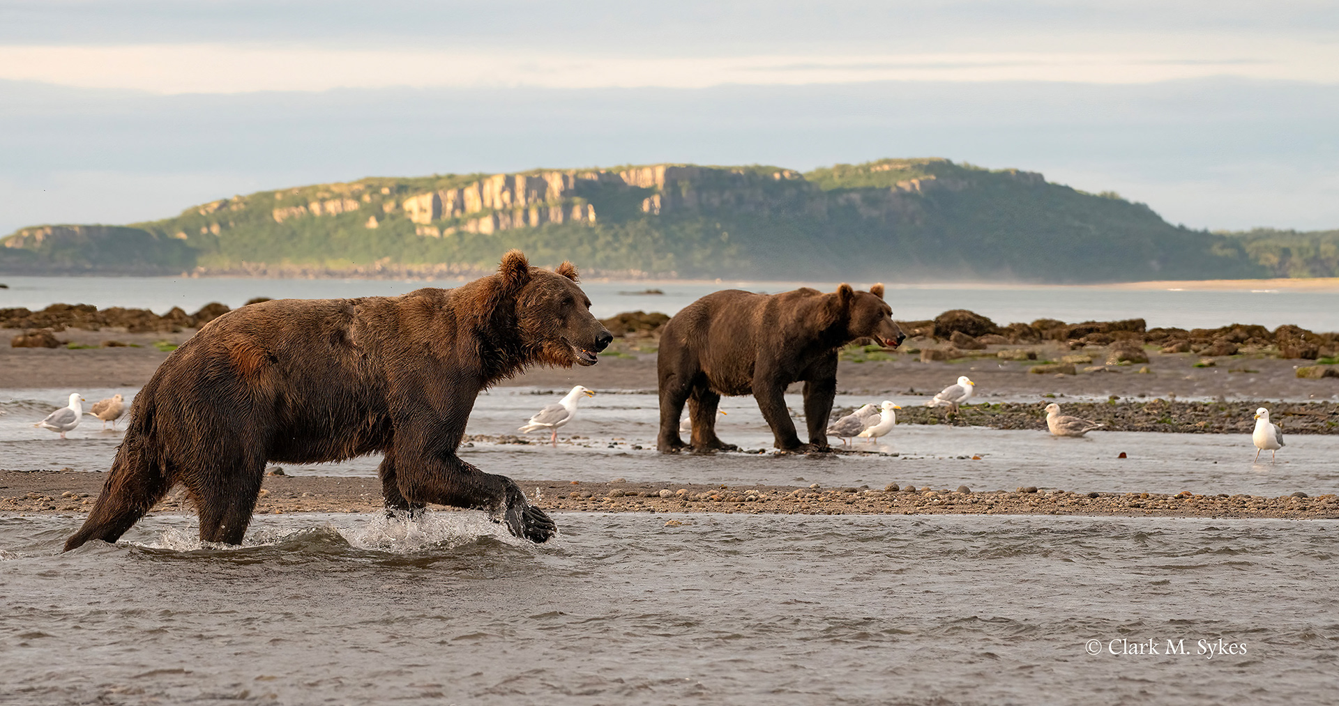 Two boars scouting for salmon, Katmai, Alaska (Image AK-14)