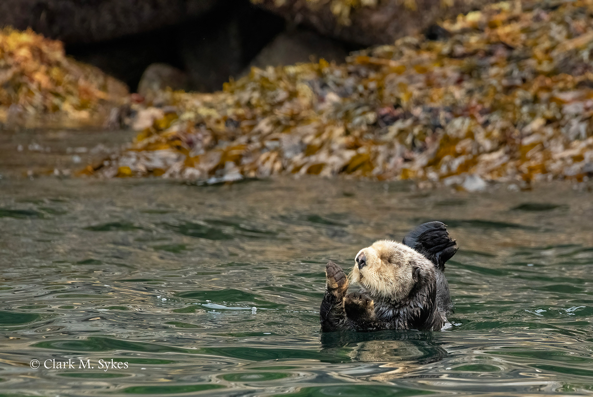 Sea Otter praying, Resurrection Bay, Alaska (Image AK-20)
