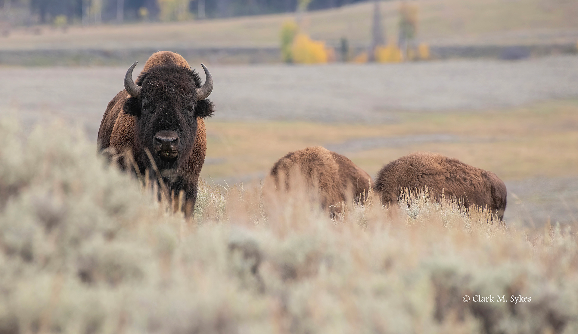 Bison bull, giving me the stink eye, Lamar Valley, Yellowstone (Image YS-4)