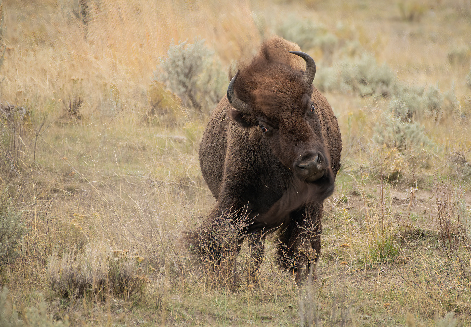 Raging bull, Yellowstone (Image YS-7)
