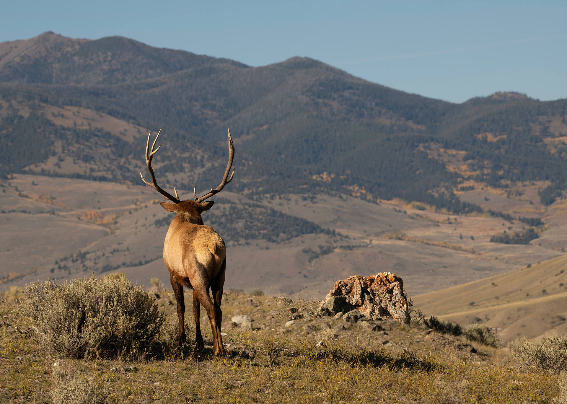 Bull elk, Gardiner, Montana (Image YS-16)