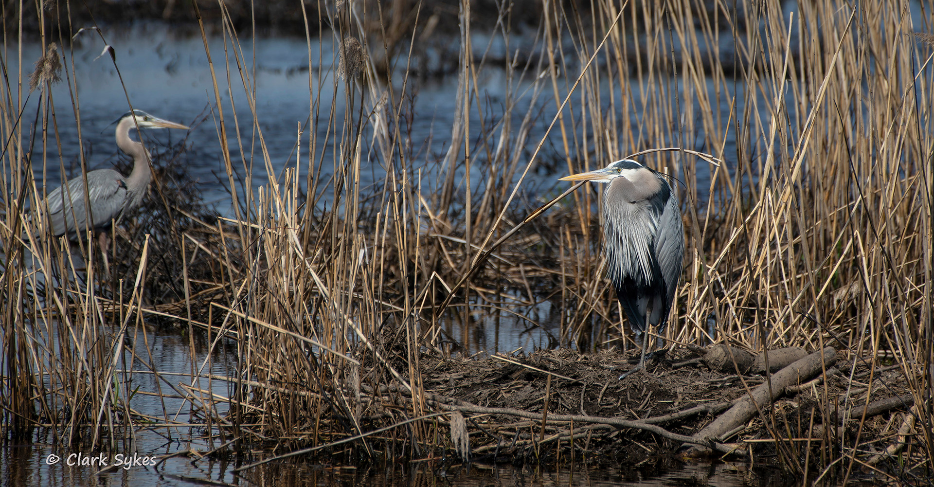 Great Blue Herons, Chincoteague Virginia (Image CH-8)