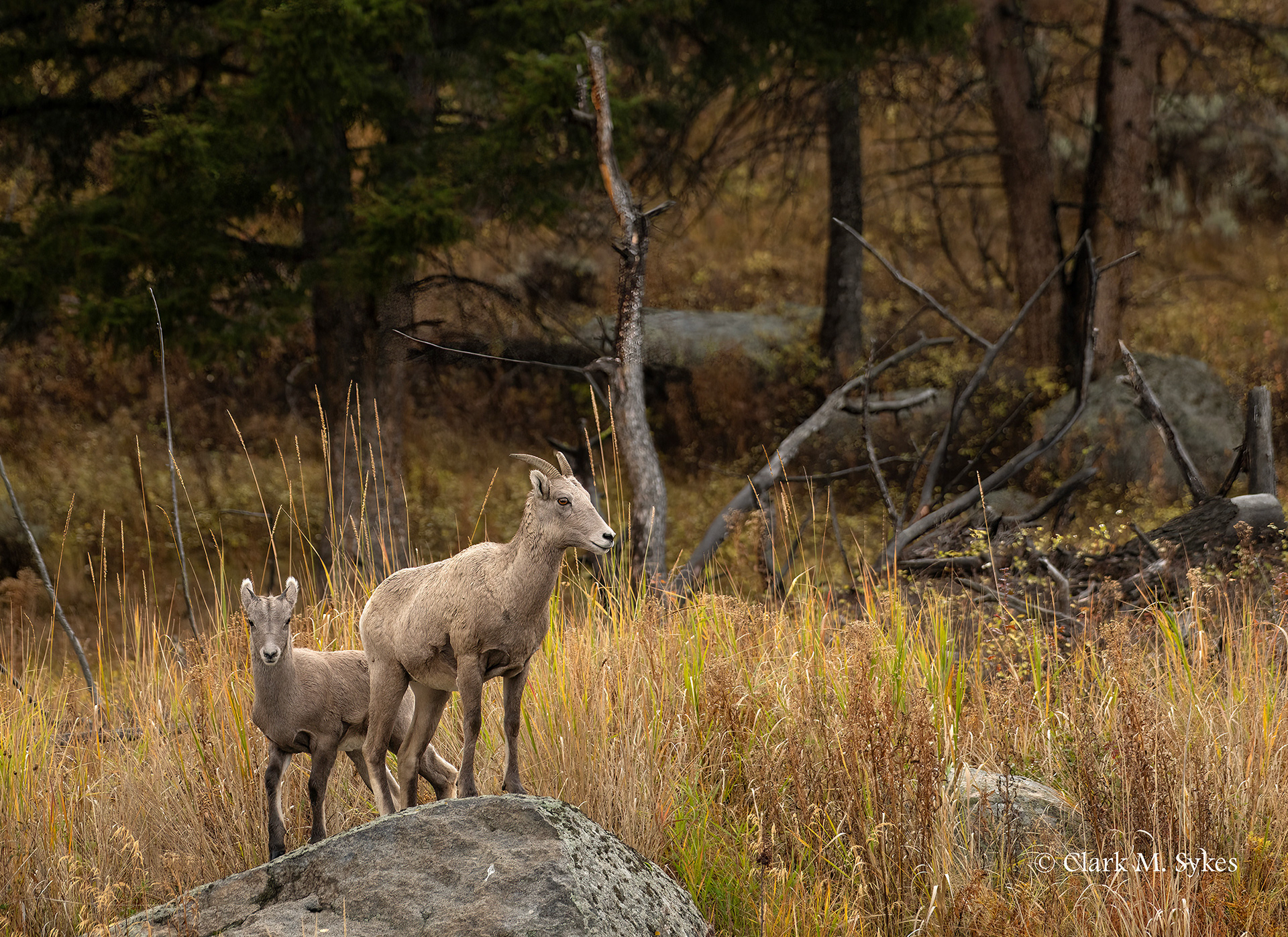 Bighorn ewe and kid, Calcite Springs, Yellowstone (Image YS-8)