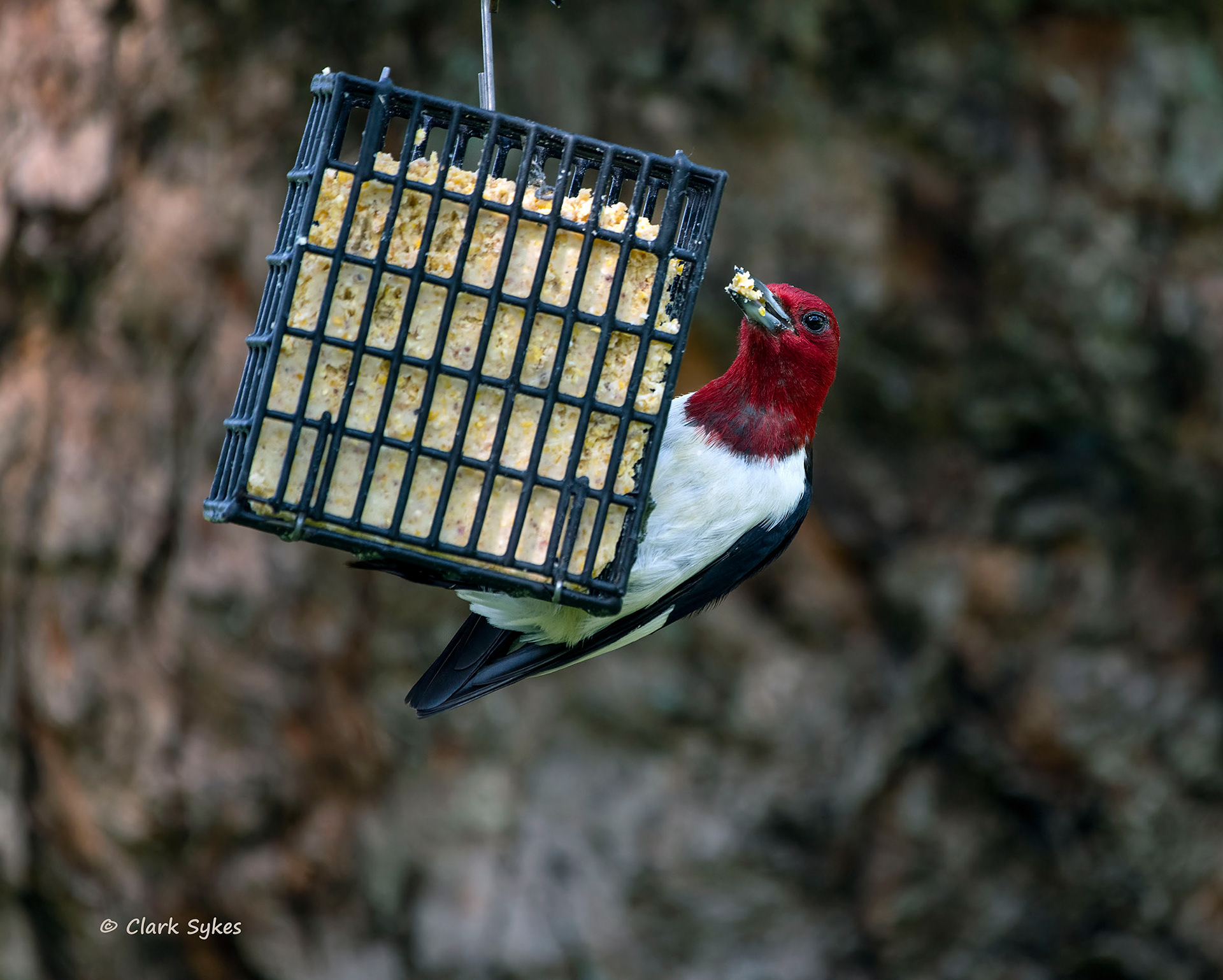 Red Headed Woodpecker, Point Abino, Ontario (Image GL-11)
