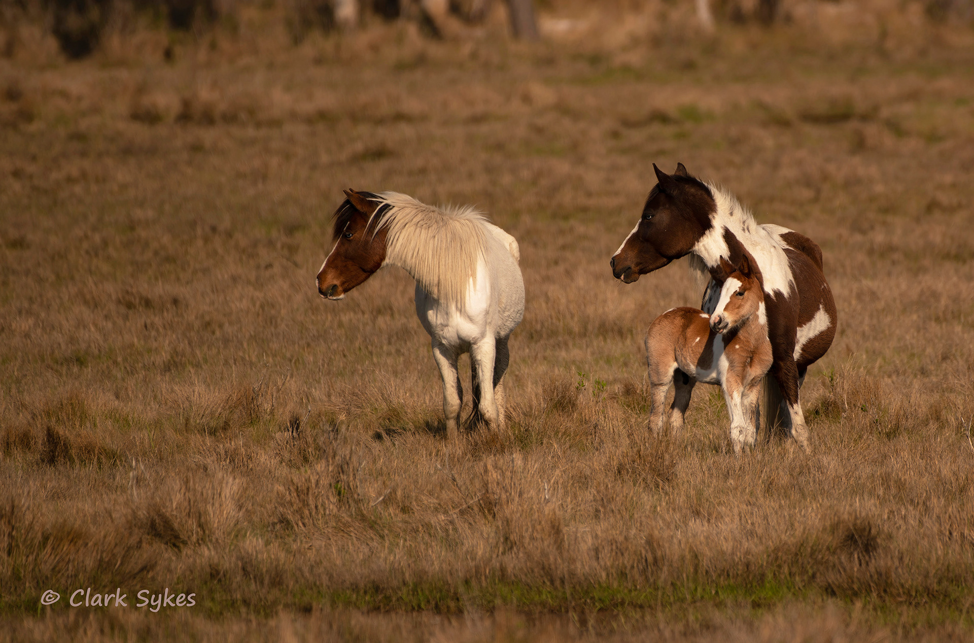 Modern day Misty of Chincoteague, Chincoteague, Virginia (Image CH-12)