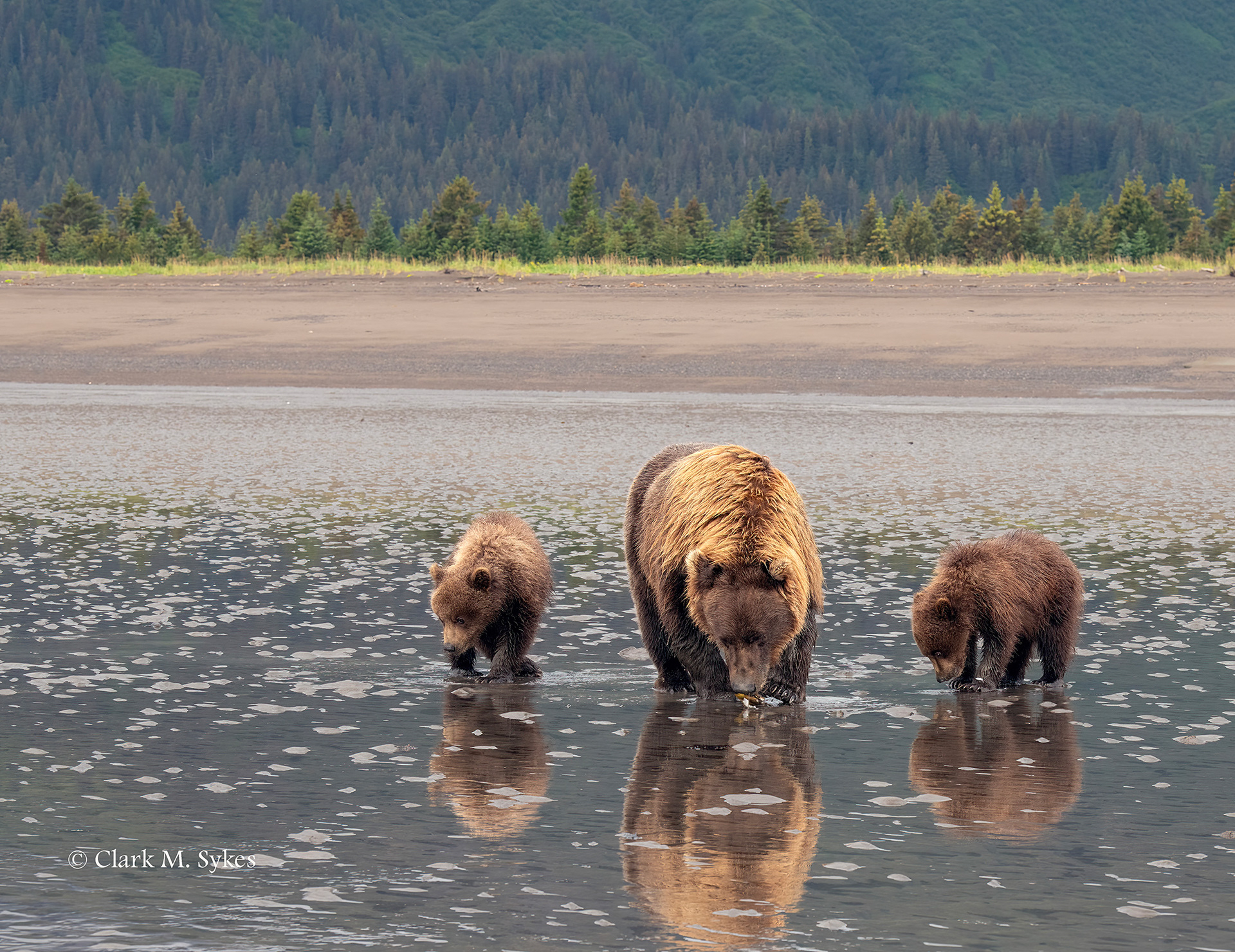 Mamma and her cubs, Lake Clark, Alaska (Image AK-22)