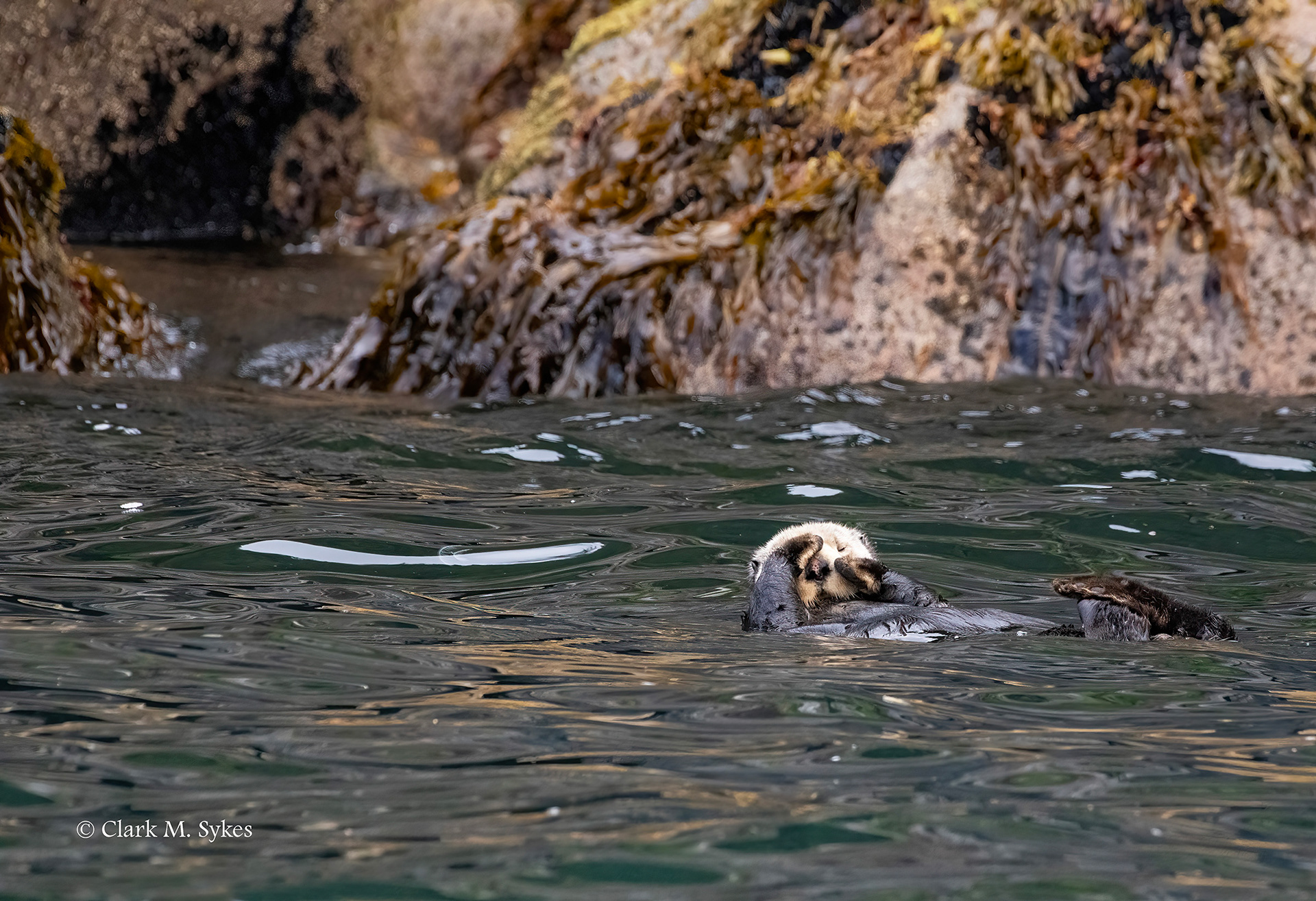 Sea Otter resting in Resurrection Bay, Alaska (Image AK-8)