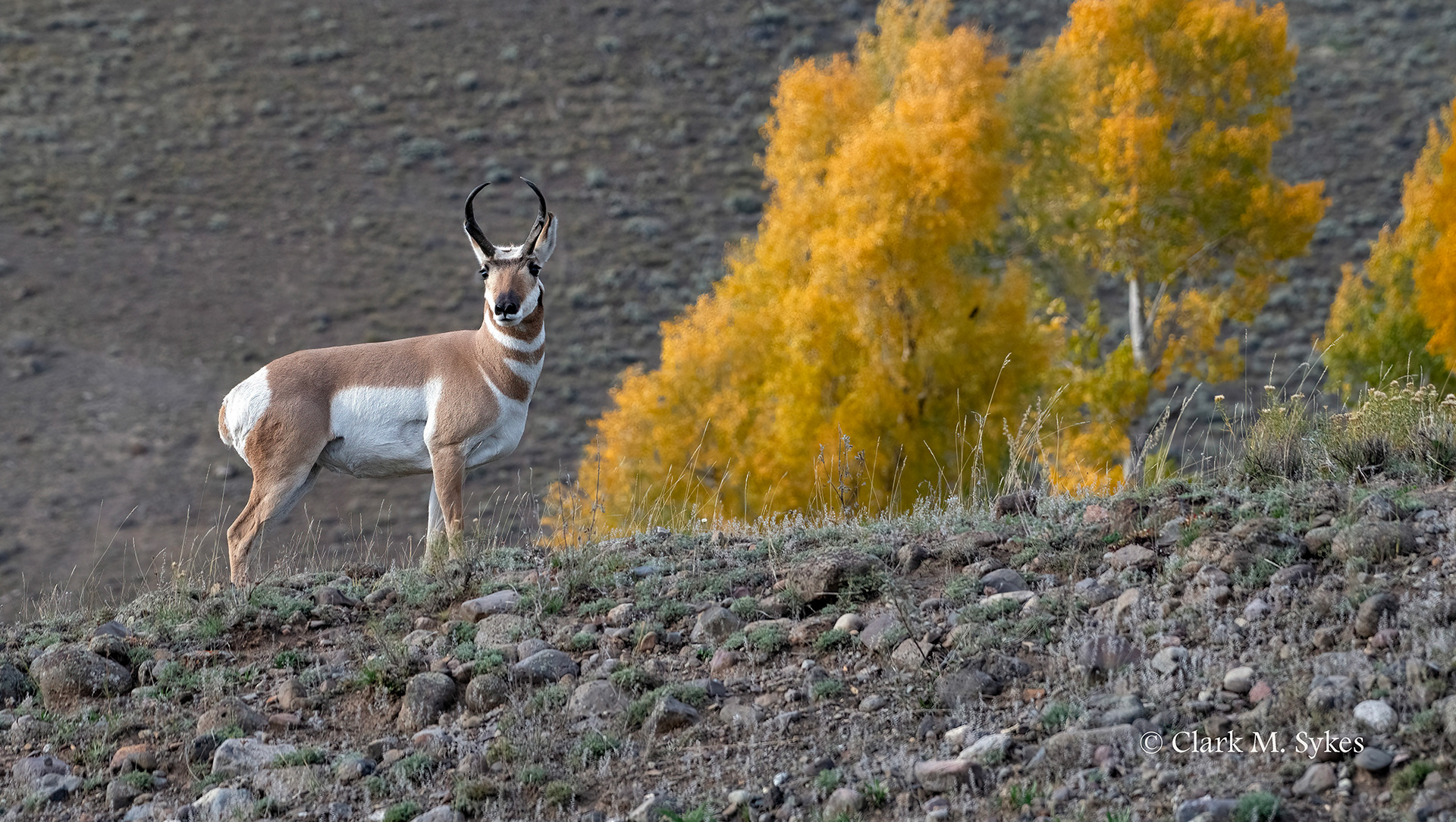 Pronghorn buck surveys the Lamar Valley, Yellowstone (Image YS-2)