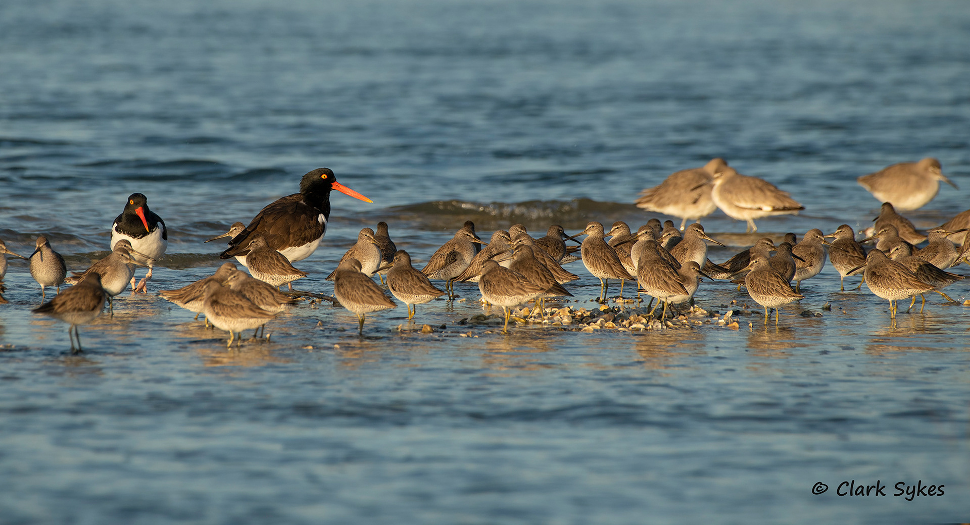 Oystercatchers with Dowitchers, Parris Island, South Carolina (Image LC-19)
