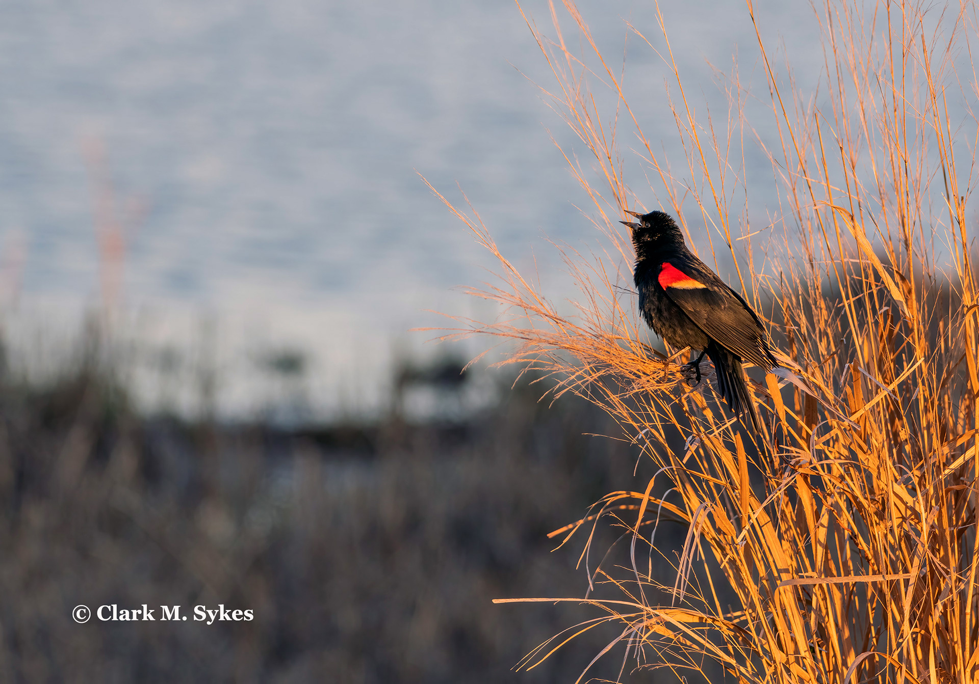 Blackbird sings in the dawn, Chincoteague, Virginia (Image CH-13)