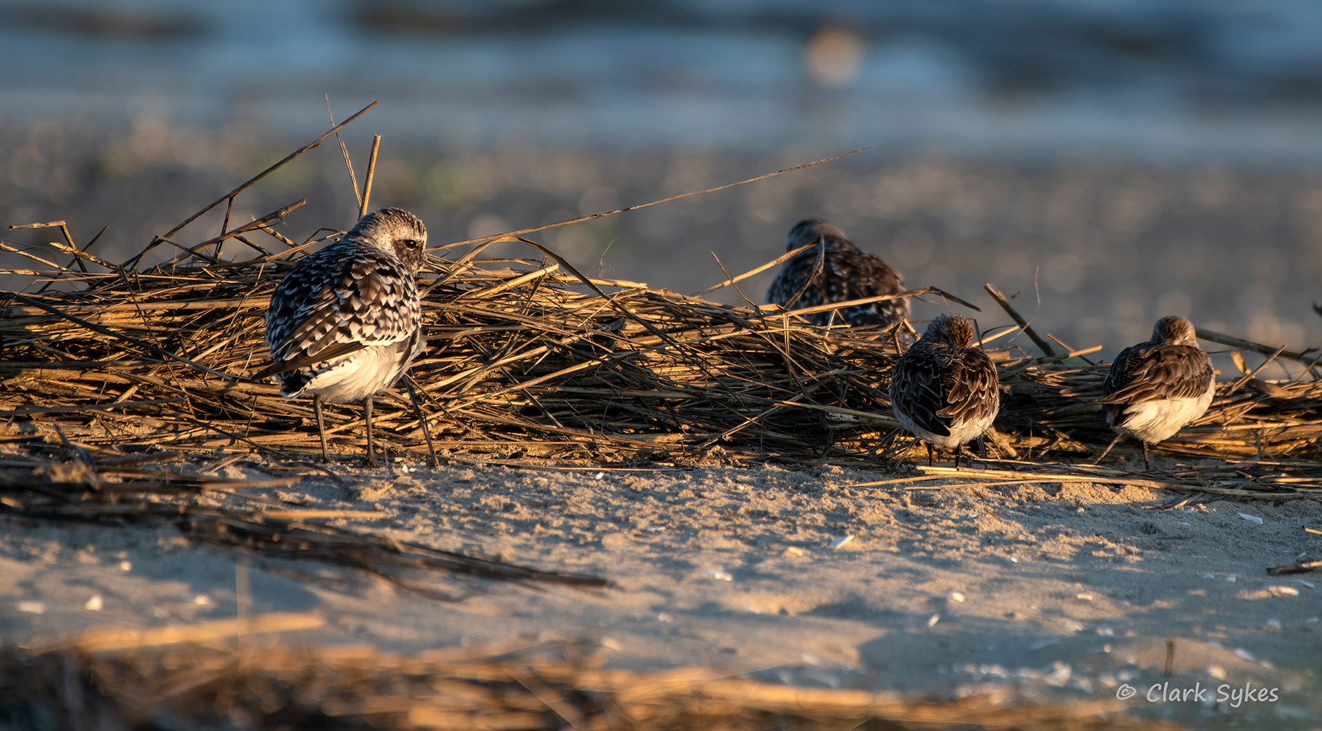 Least Sandpipers, Chincoteague National Wildlife Refuge (Image CH-7)