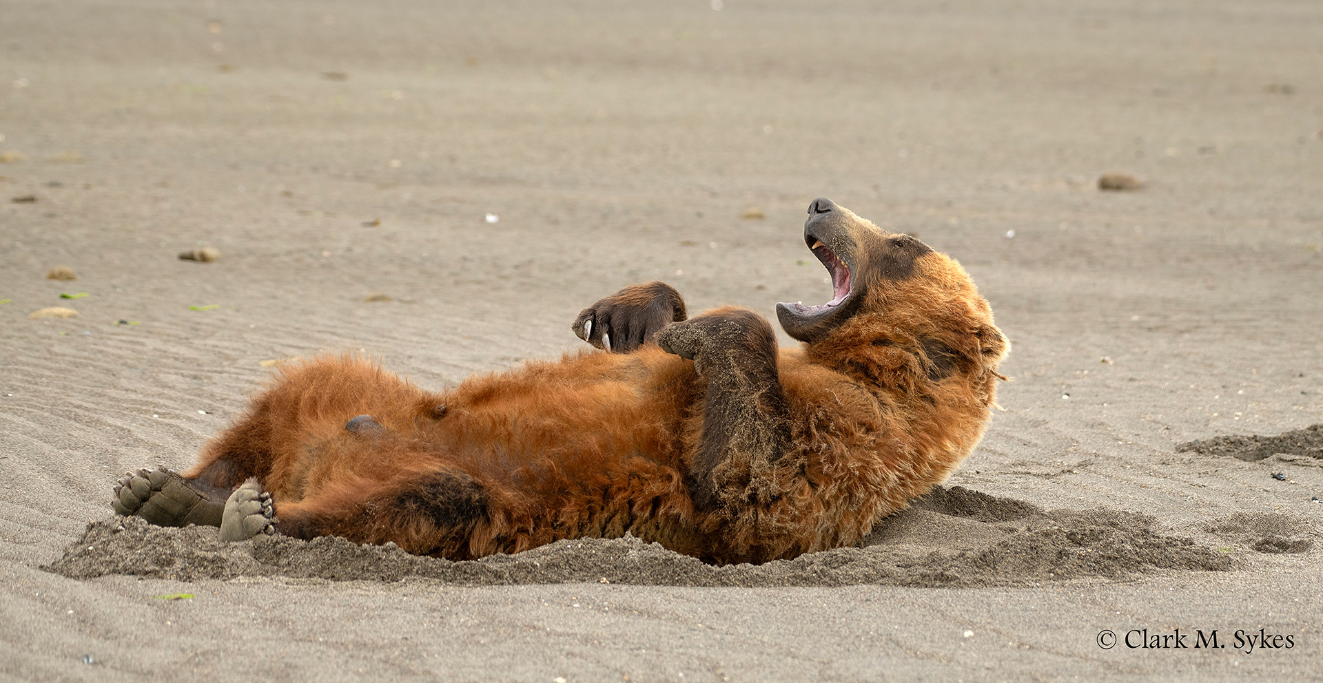 And I was having such a nice dream! Katmai, Alaska (Image AK-12)