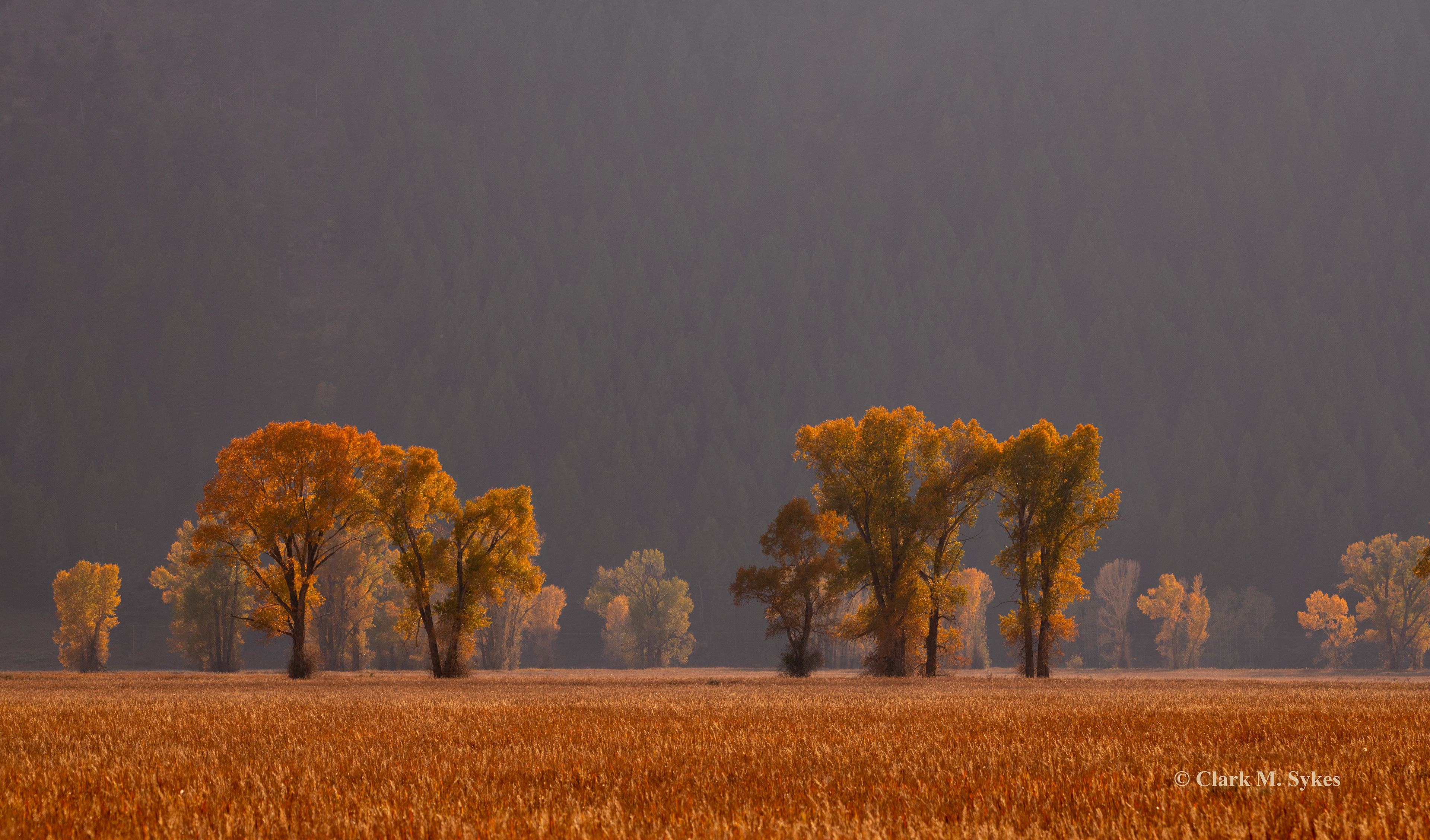 These cottonwood trees caught my eye one evening while driving along Gros Ventre Road in the Tetons. I just love the way the late afternoon sun highlights the golden leaves and grass against the mountainside of evergreens.