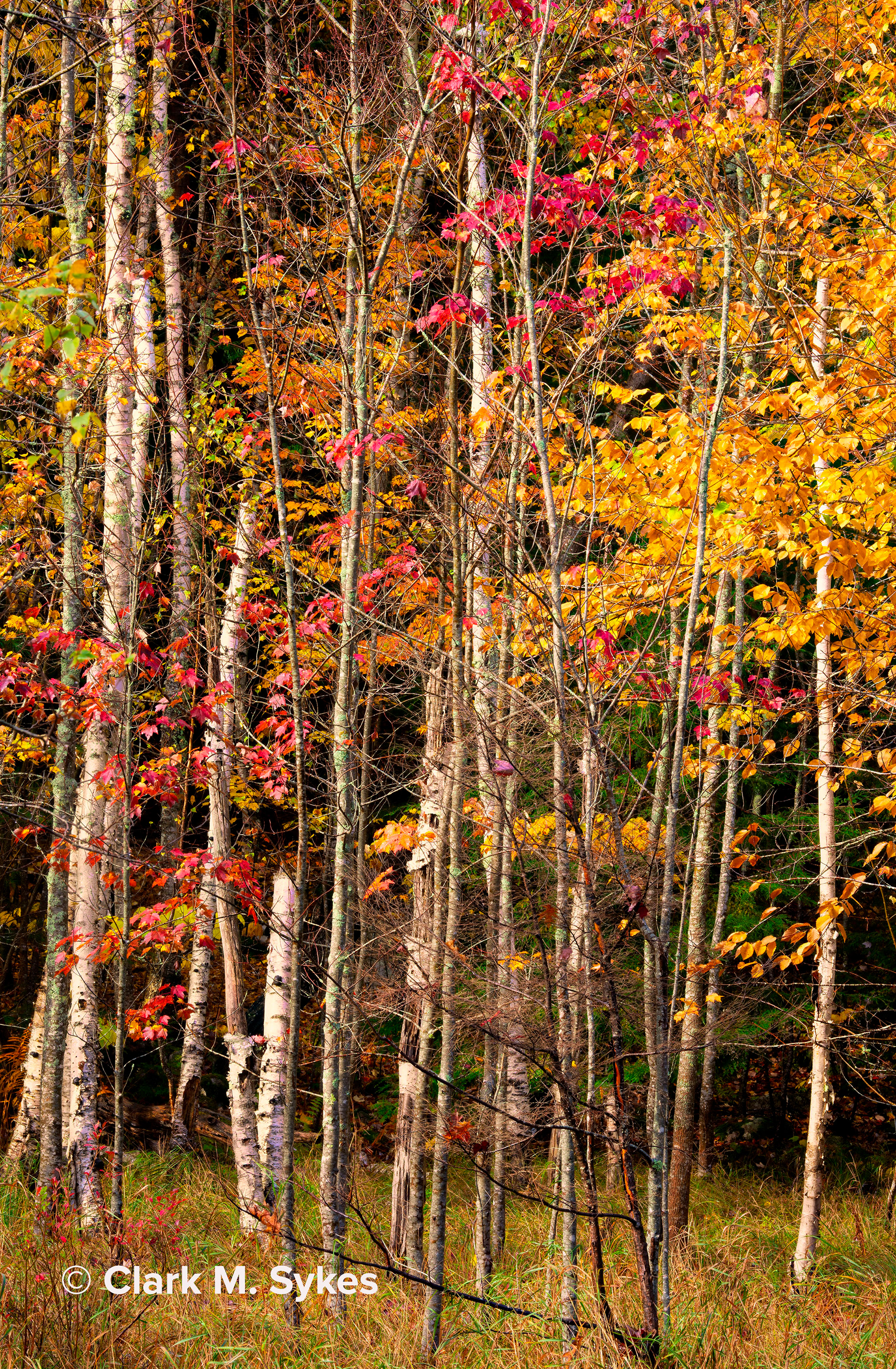 Sieur de Monts, Acadia National Park, Maine (Image NE-9)